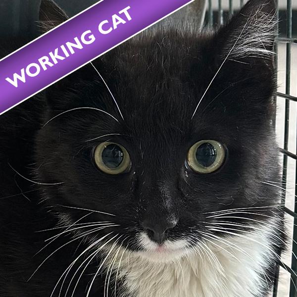 Kiwi, Adoptable, Young Male Domestic Short Hair.
