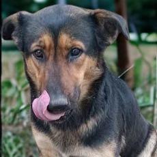 Sunkist, a Adoptable mixed breed in Tupelo, MS image 2/6