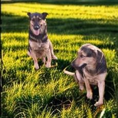 Sunkist, a Adoptable mixed breed in Tupelo, MS image 5/6