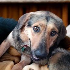 Sunkist, a Adoptable mixed breed in Tupelo, MS image 6/6