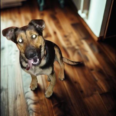 Sunkist, Adoptable, Senior Female German Shepherd Dog & Mixed Breed.