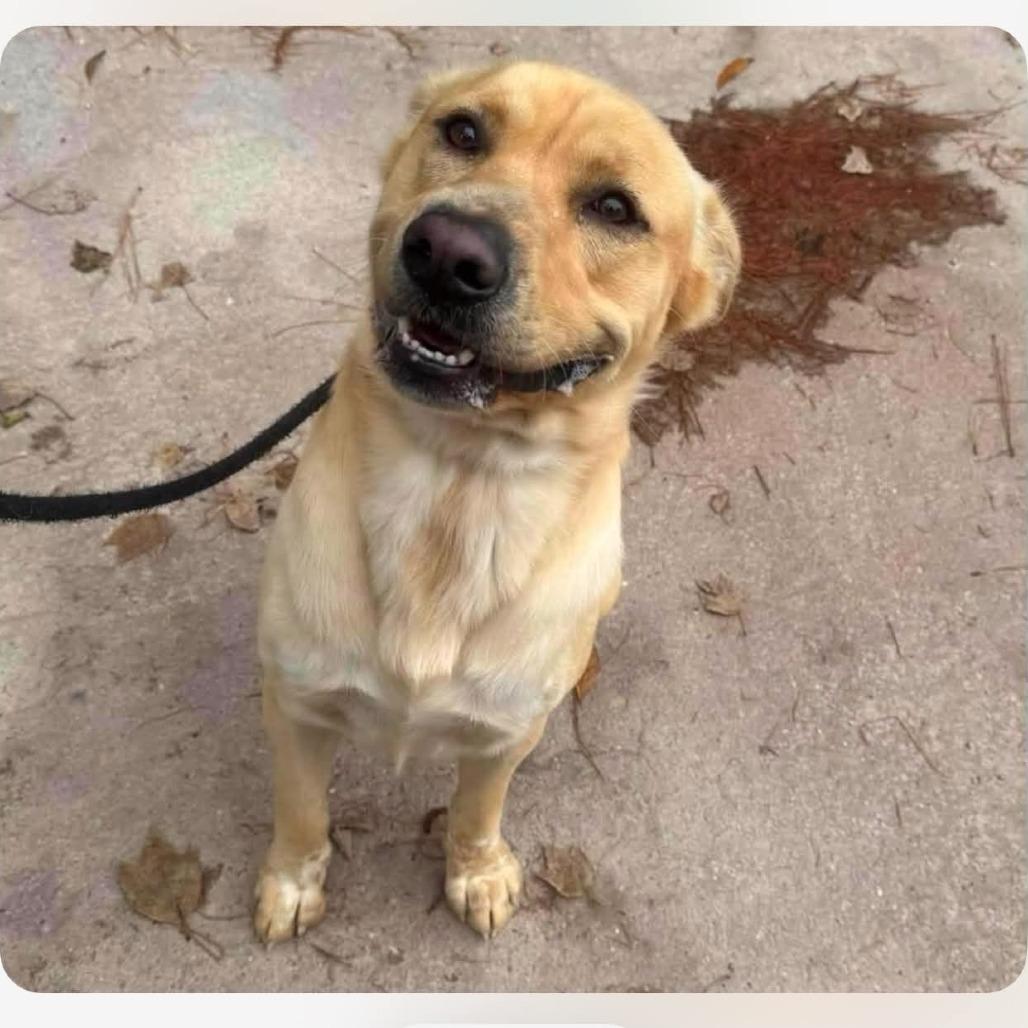 Dennis, Adoptable, Adult Male Mixed Breed.