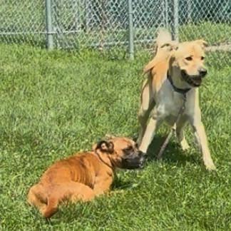 Dennis, a Adoptable Mixed Breed in East Hanover, NJ image 2/6