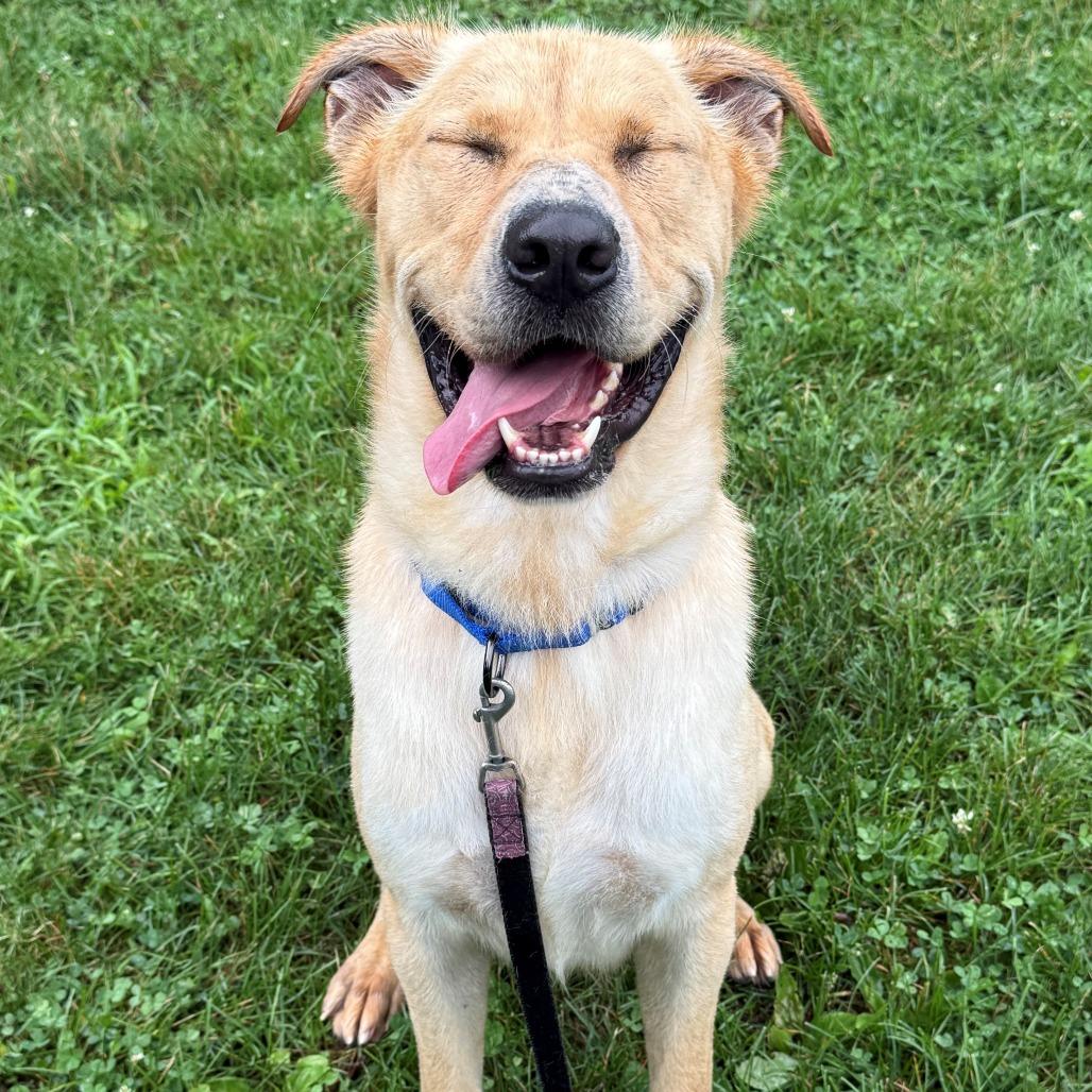 Dennis, a Adoptable Mixed Breed in East Hanover, NJ image 3/6