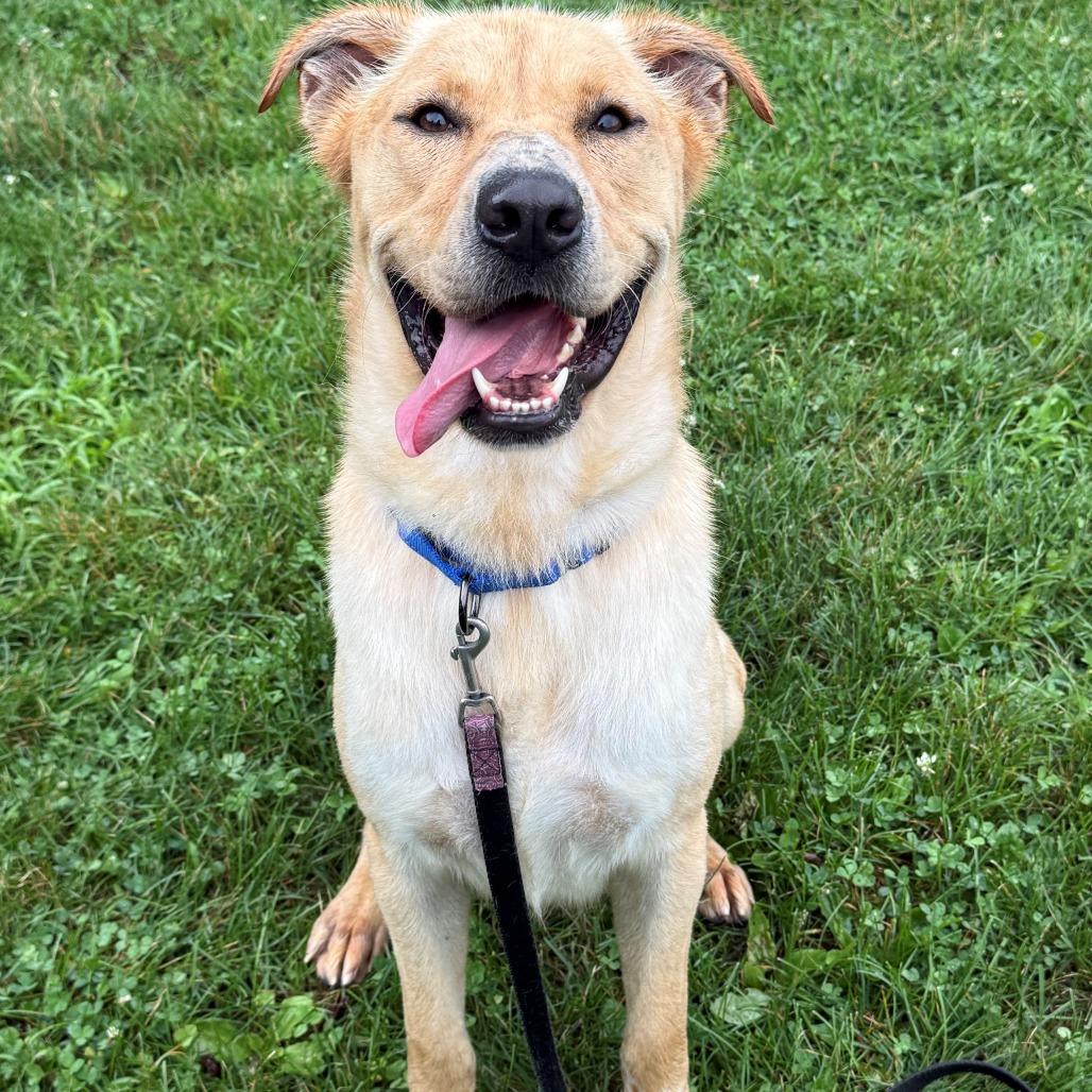 Dennis, a Adoptable Mixed Breed in East Hanover, NJ image 4/6