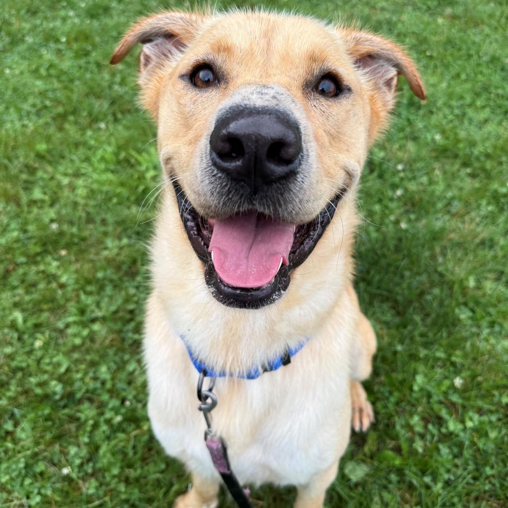 Dennis, a Adoptable Mixed Breed in East Hanover, NJ image 5/6