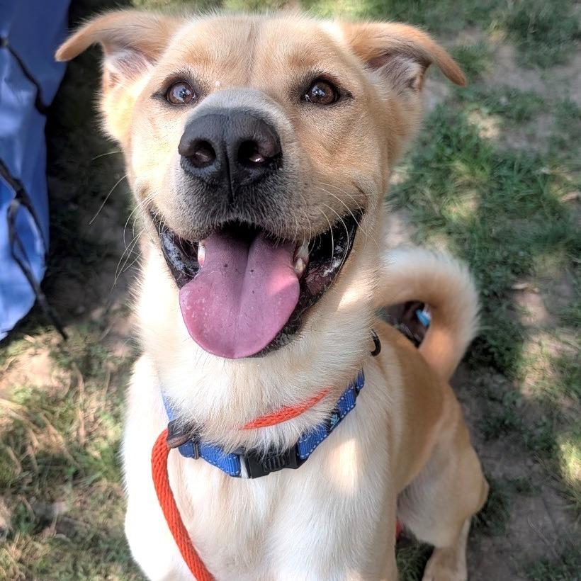 Dennis, a Adoptable Mixed Breed in East Hanover, NJ image 6/6