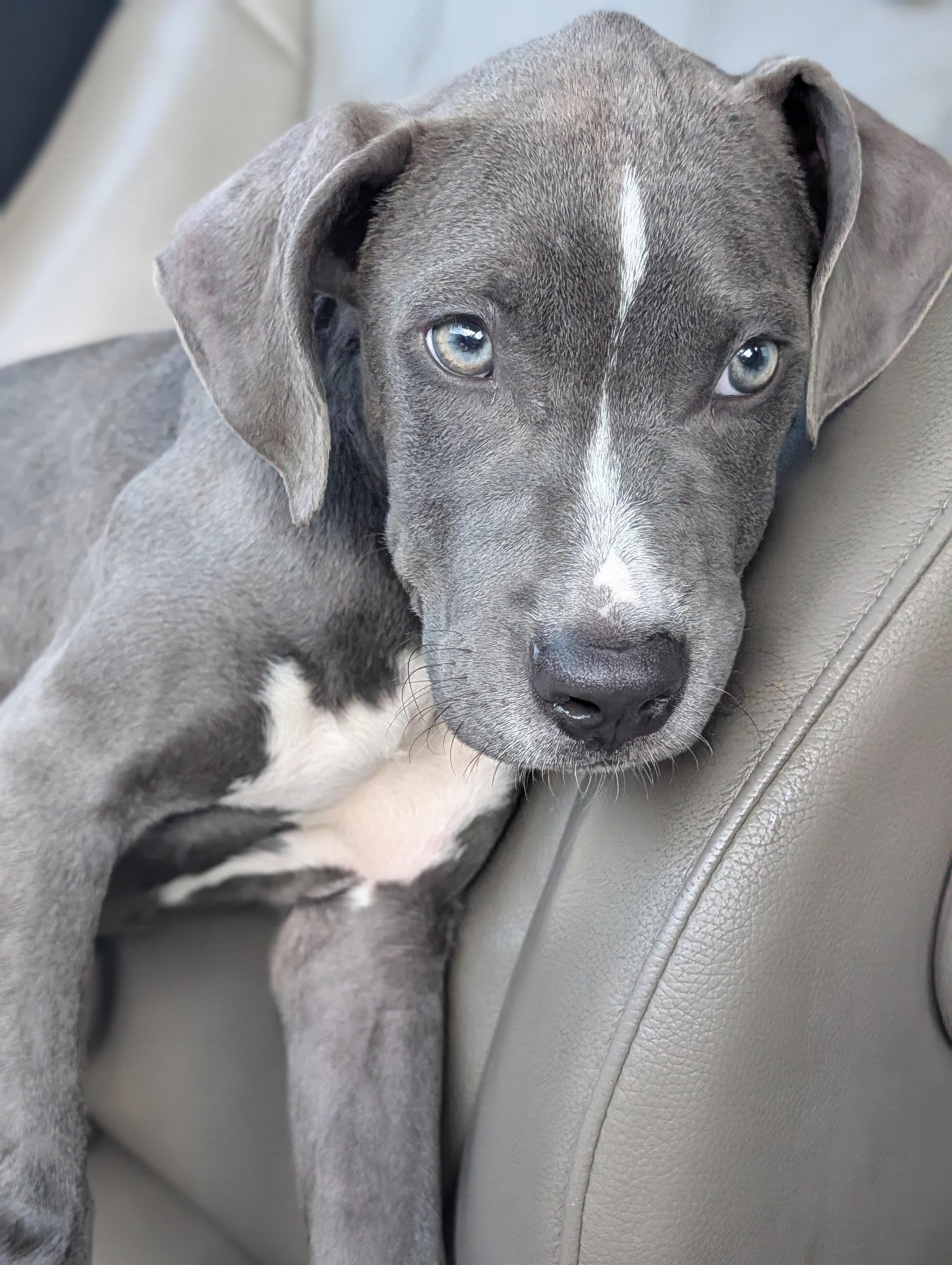 Bravo, Adoptable, Puppy Male Pit Bull Terrier.