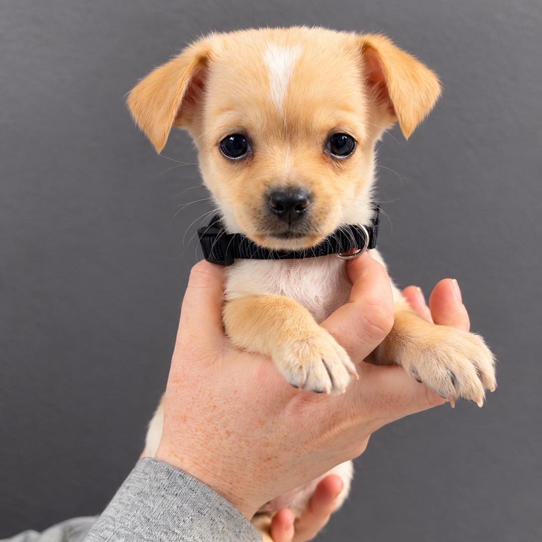 Enlarge Dracula, a Adopted mixed breed in Henderson, NV image 1/1