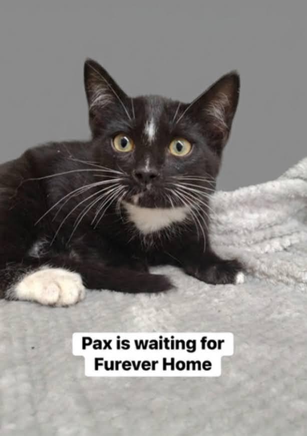 Pax, ADOPTABLE, Kitten Male Domestic Short Hair.