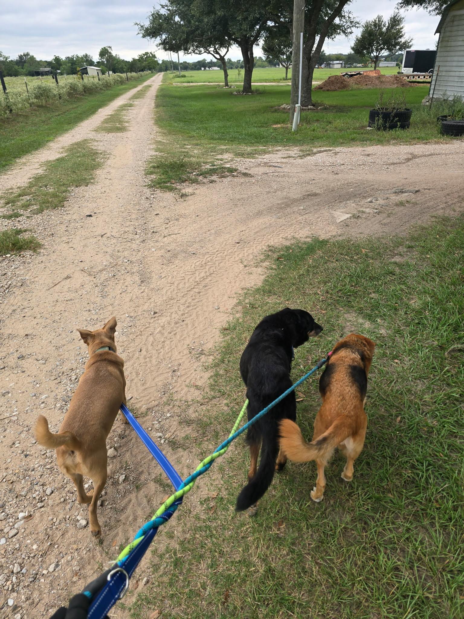 Enlarge Ginger, a Adoptable mixed breed in Humble, TX image 3/6
