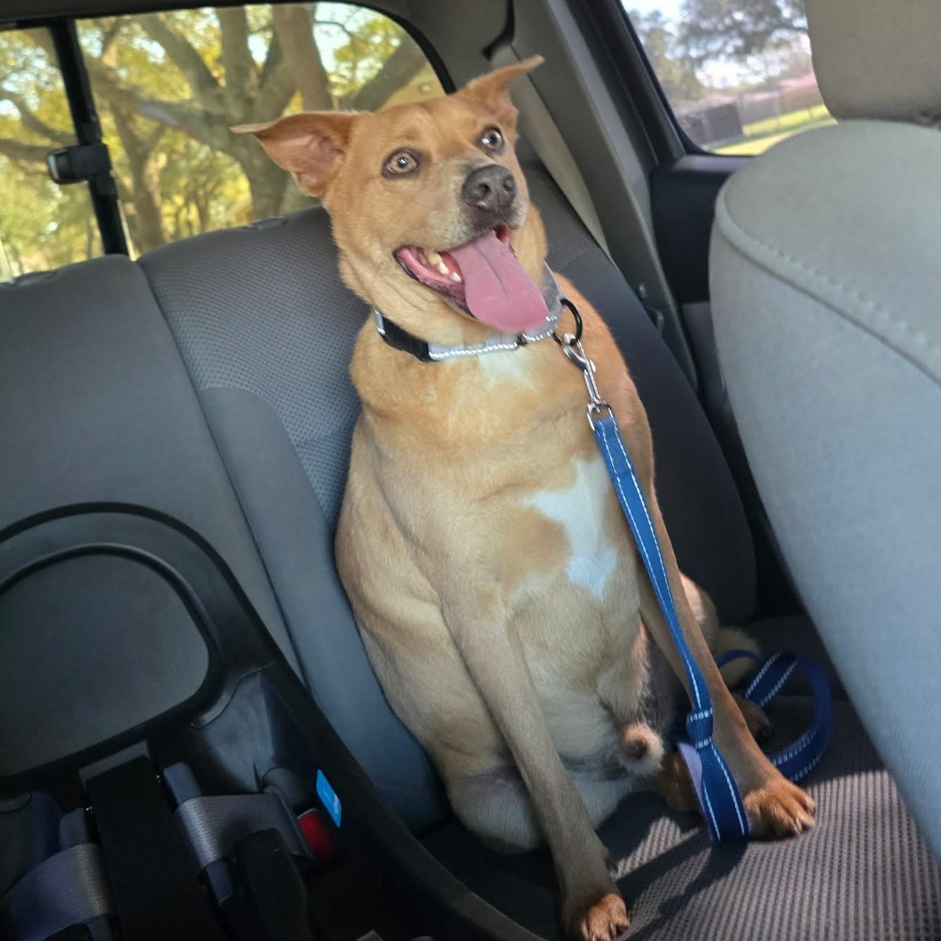 Enlarge Ginger, a Adoptable mixed breed in Humble, TX image 1/6