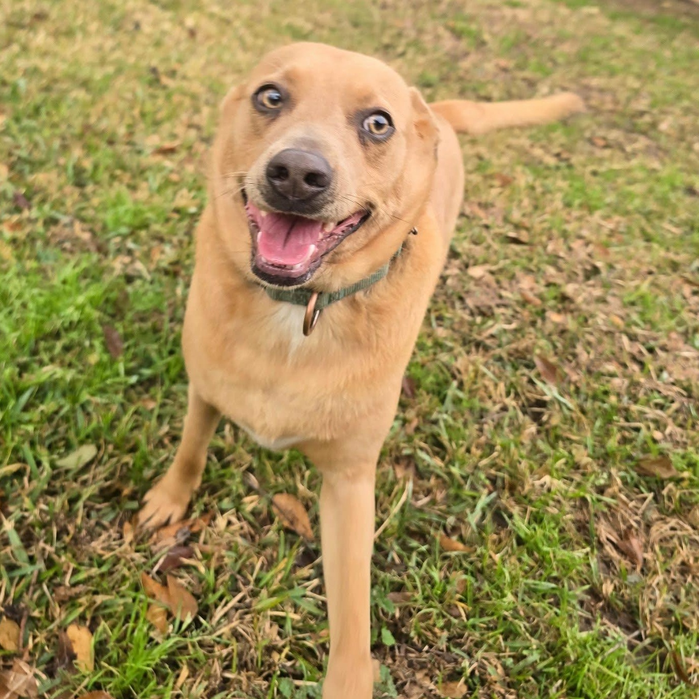Enlarge Ginger, a Adoptable mixed breed in Humble, TX image 2/6
