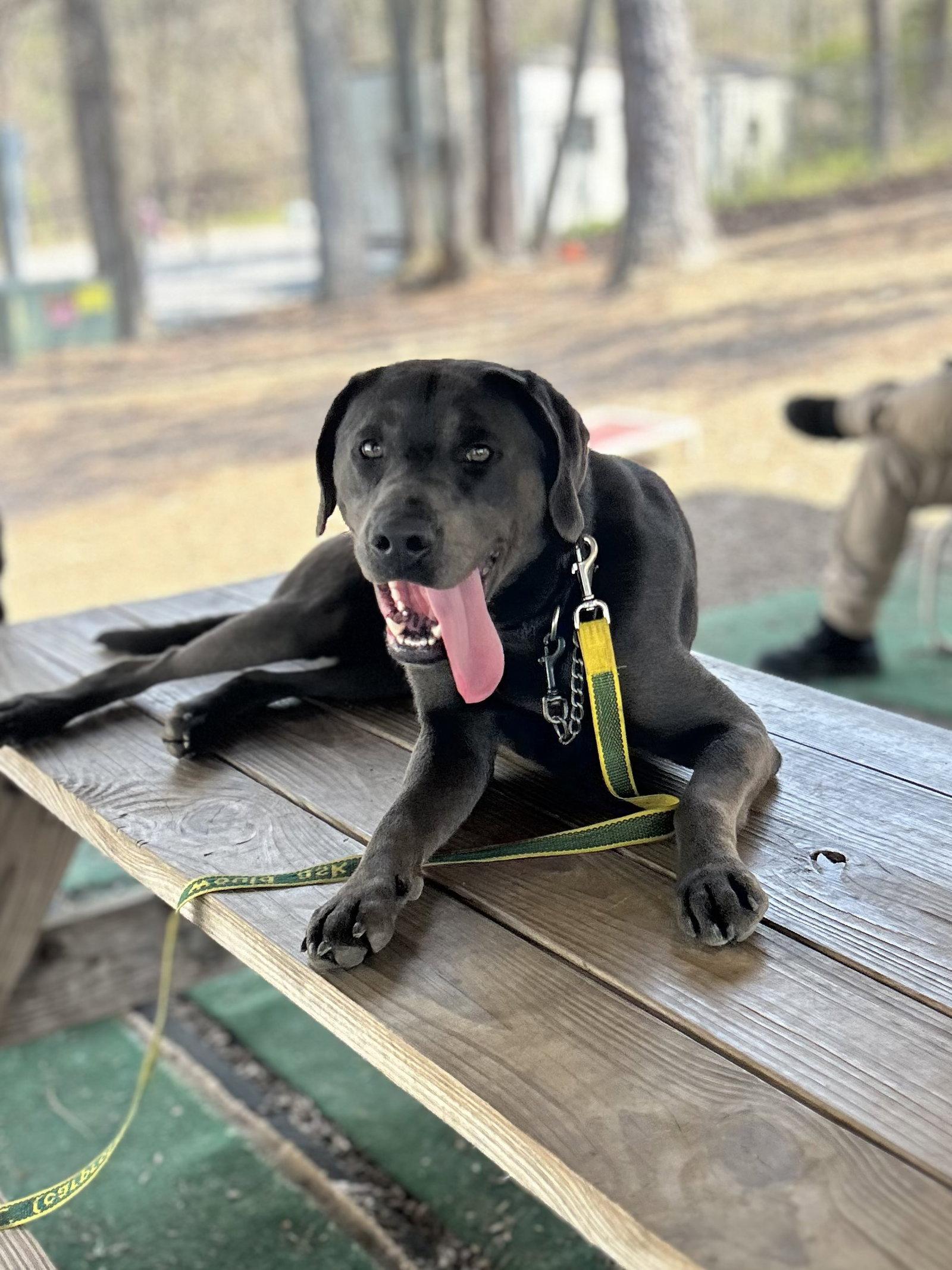 Luke, Adoptable, Adult Male Pit Bull Terrier.