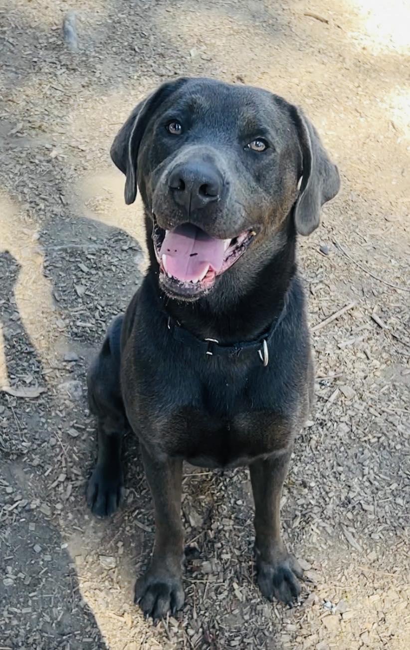 Enlarge Luke, a Adoptable Pit Bull Terrier in Clarkesville, GA image 2/3