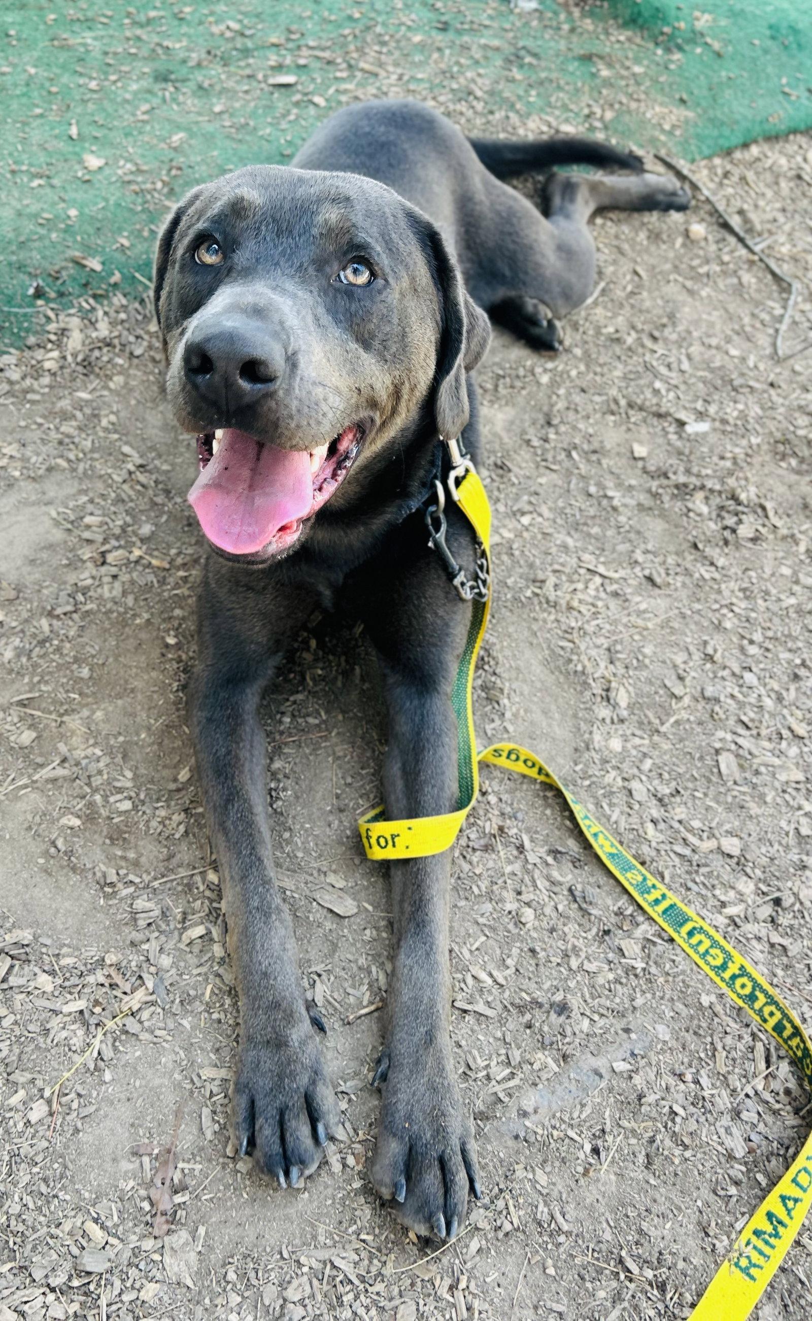 Enlarge Luke, a Adoptable Pit Bull Terrier in Clarkesville, GA image 3/3