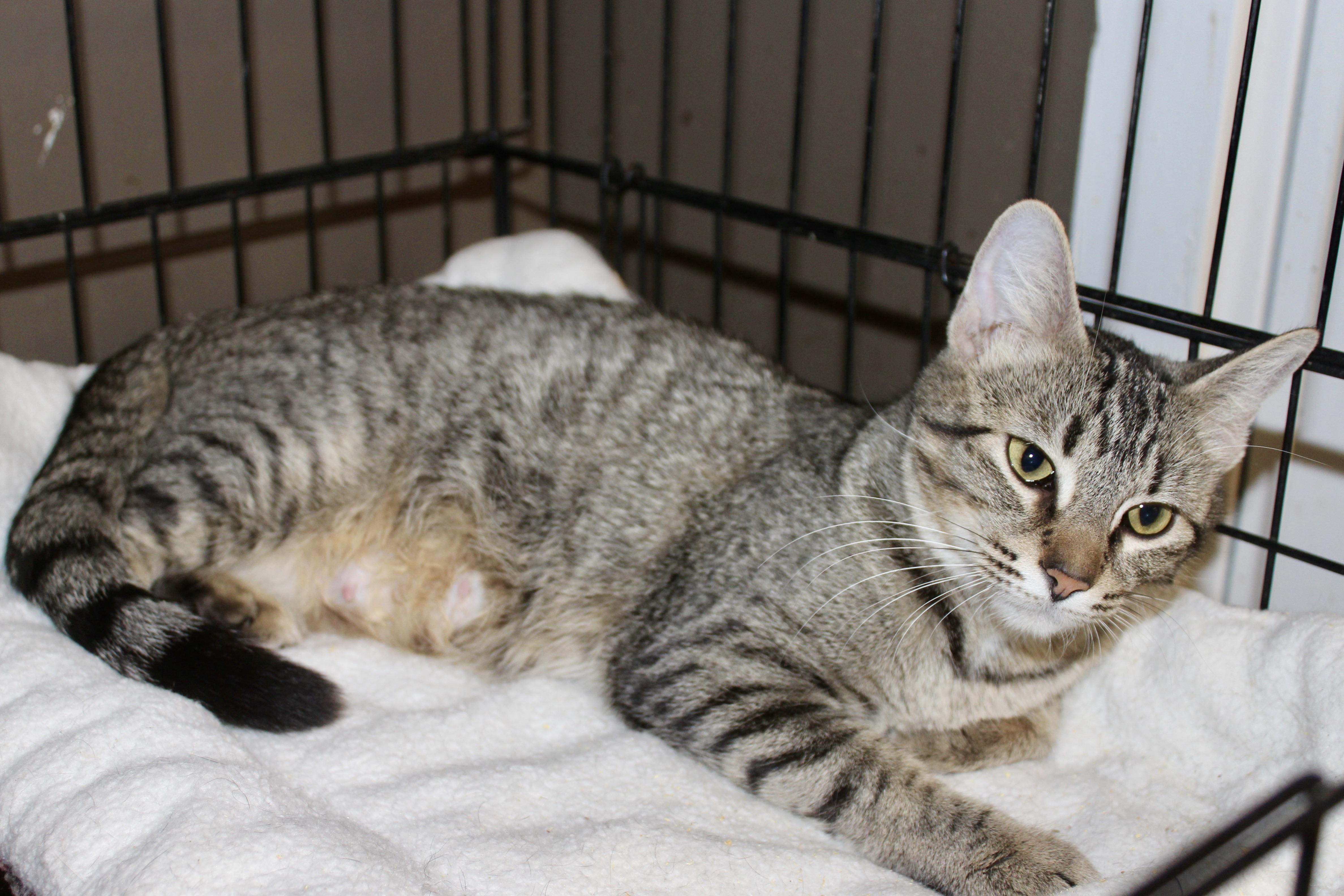 MUFFIN — thumbnail 2