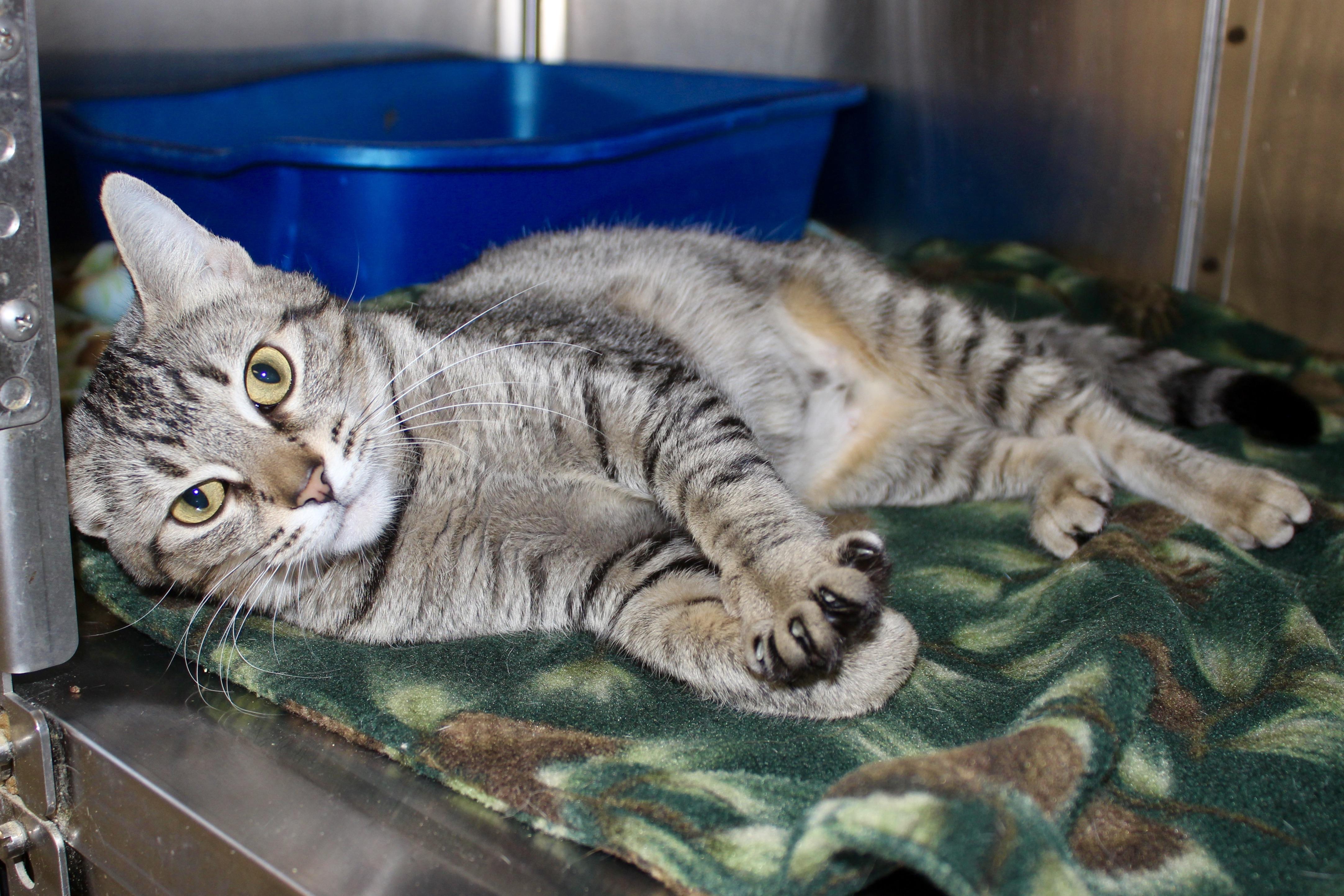 MUFFIN — thumbnail 3