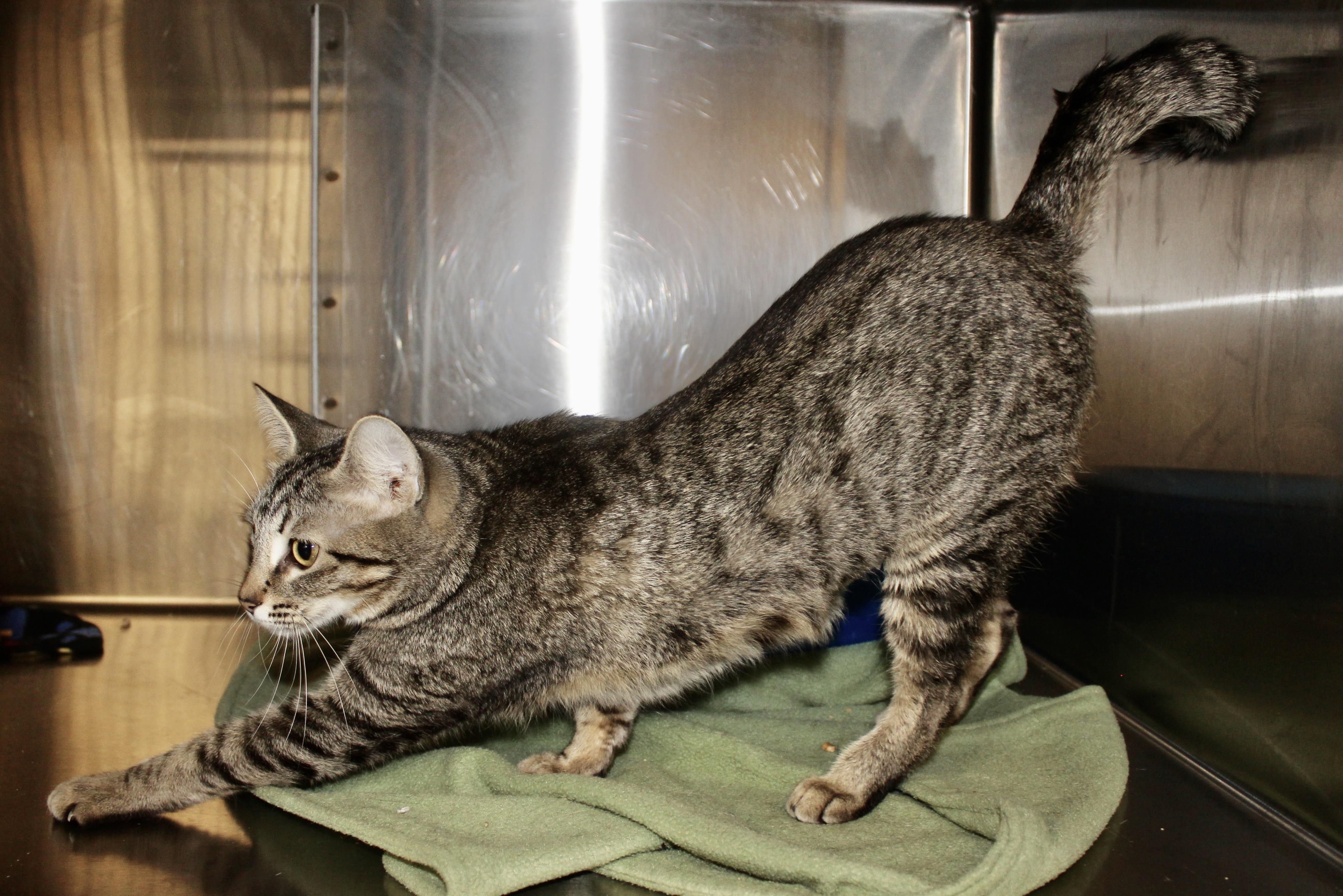 MUFFIN — thumbnail 4