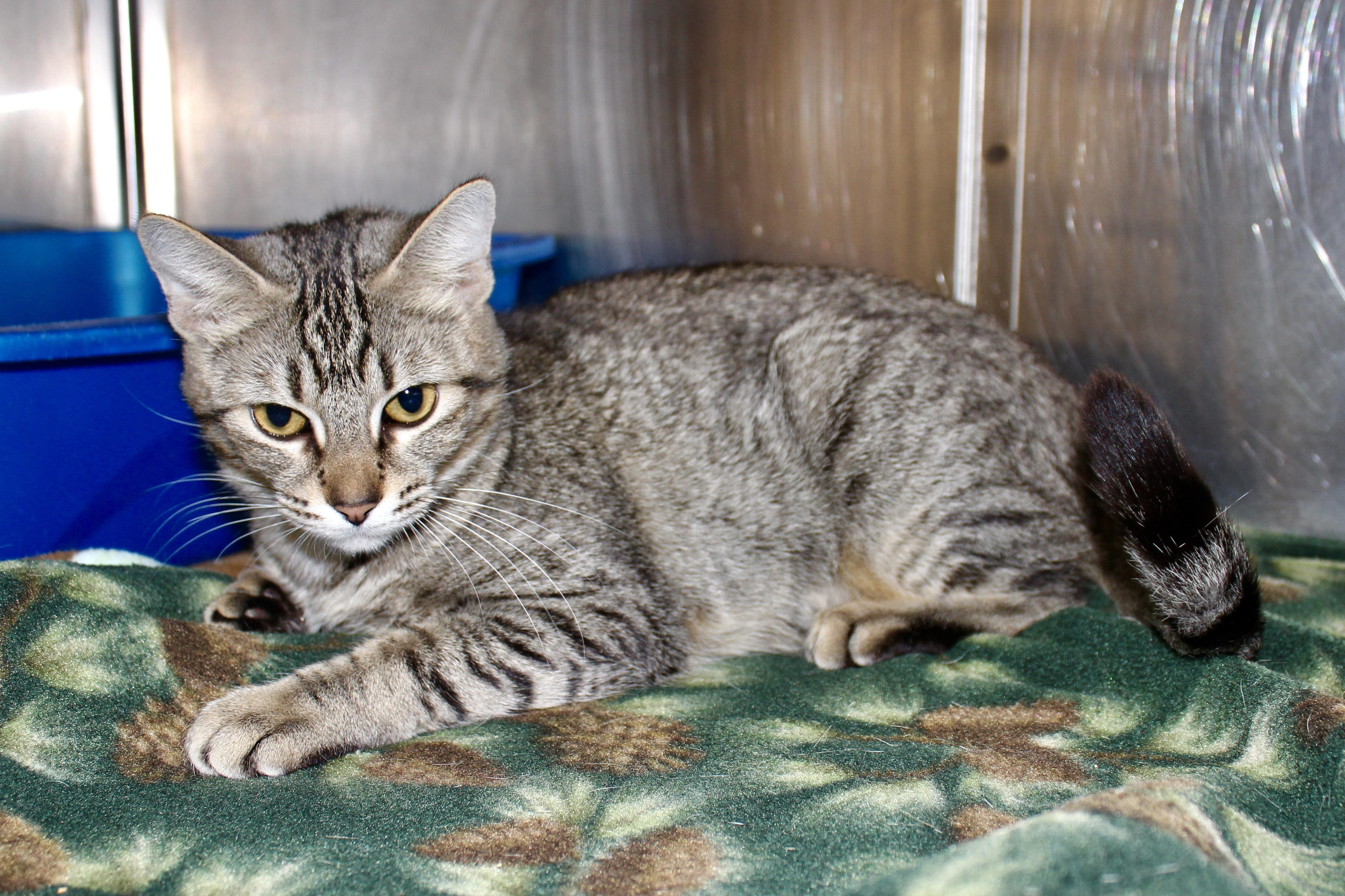 MUFFIN — thumbnail 5