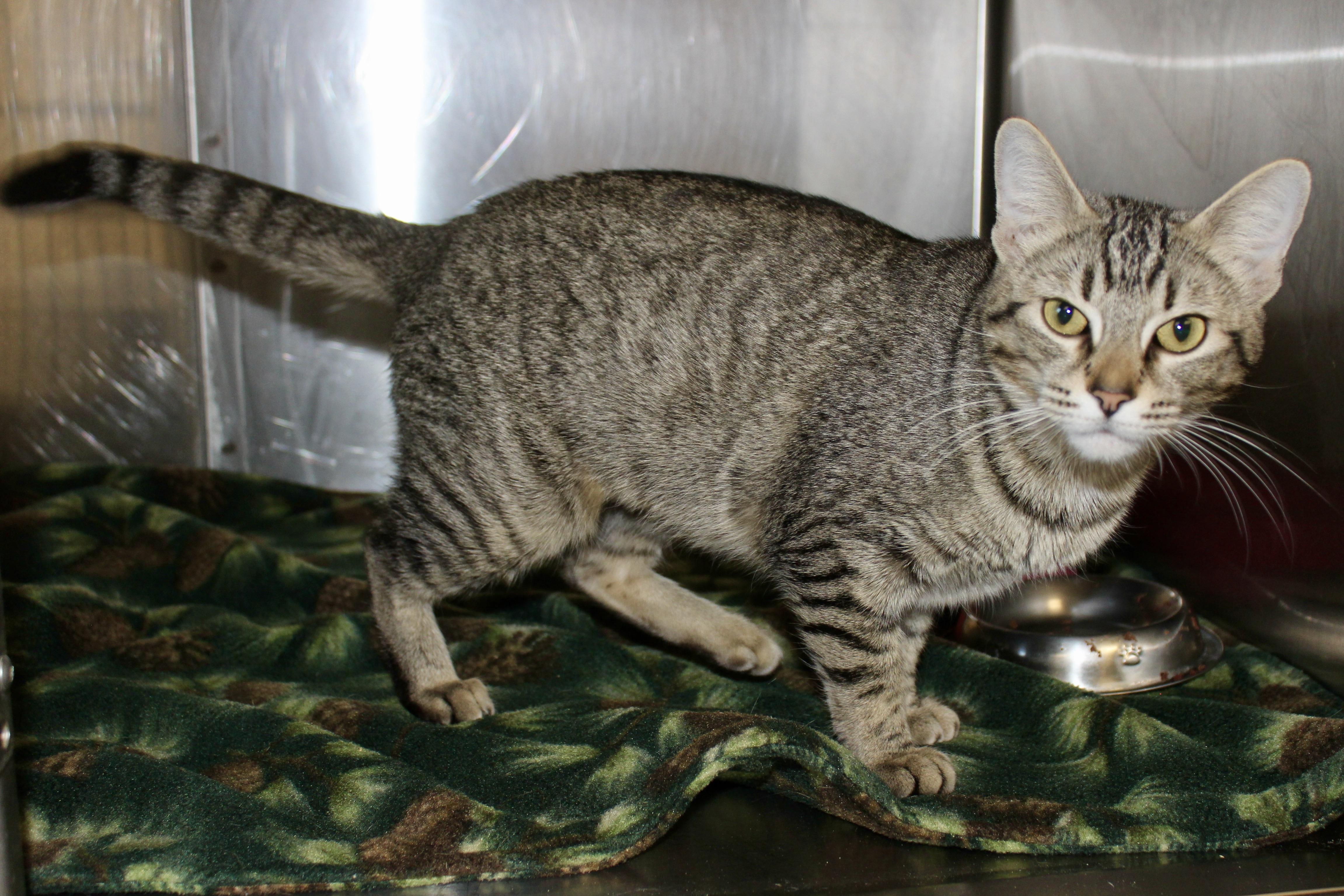 MUFFIN — thumbnail 6