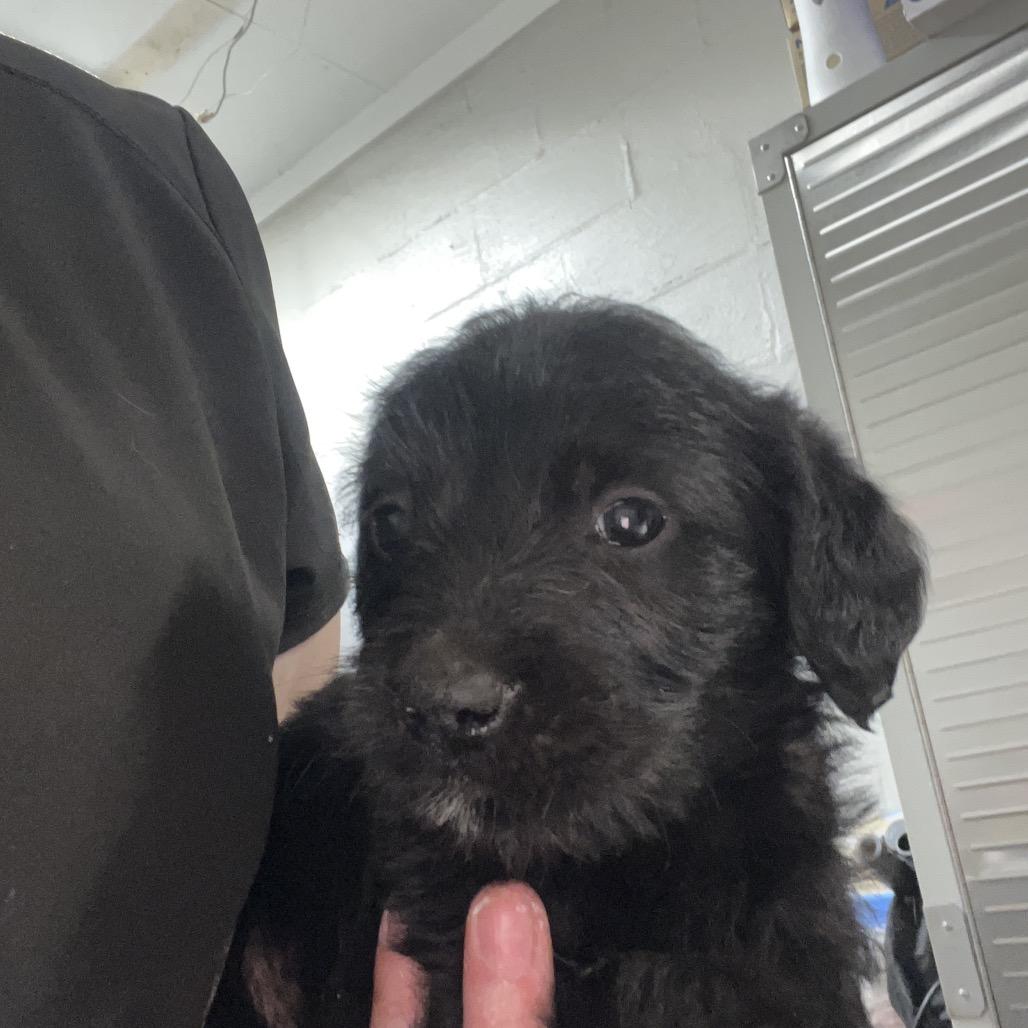 Isabella, Adoptable, Puppy Female Labrador Retriever & Mixed Breed.