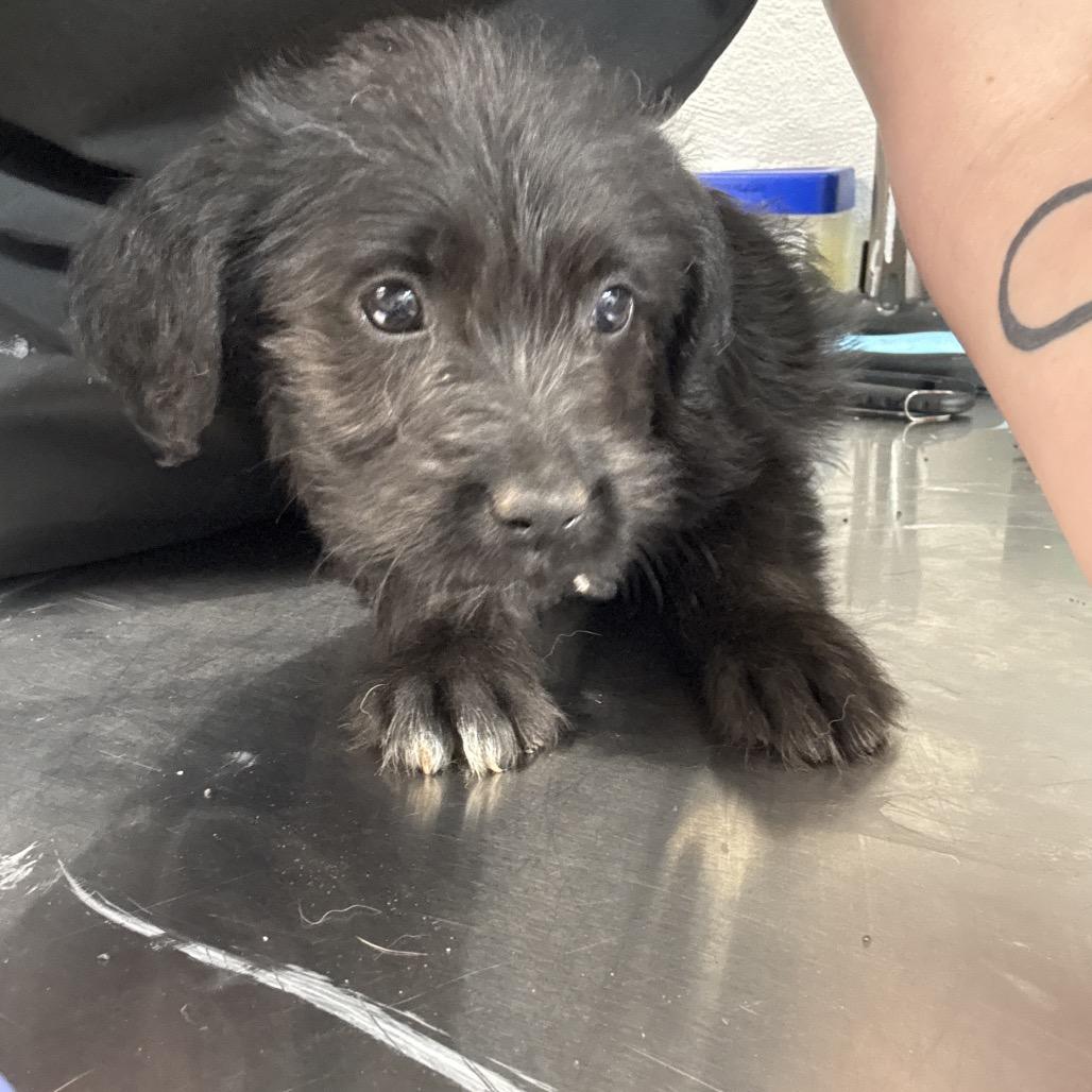 Isabella, a Adoptable mixed breed in Clanton, AL image 2/2