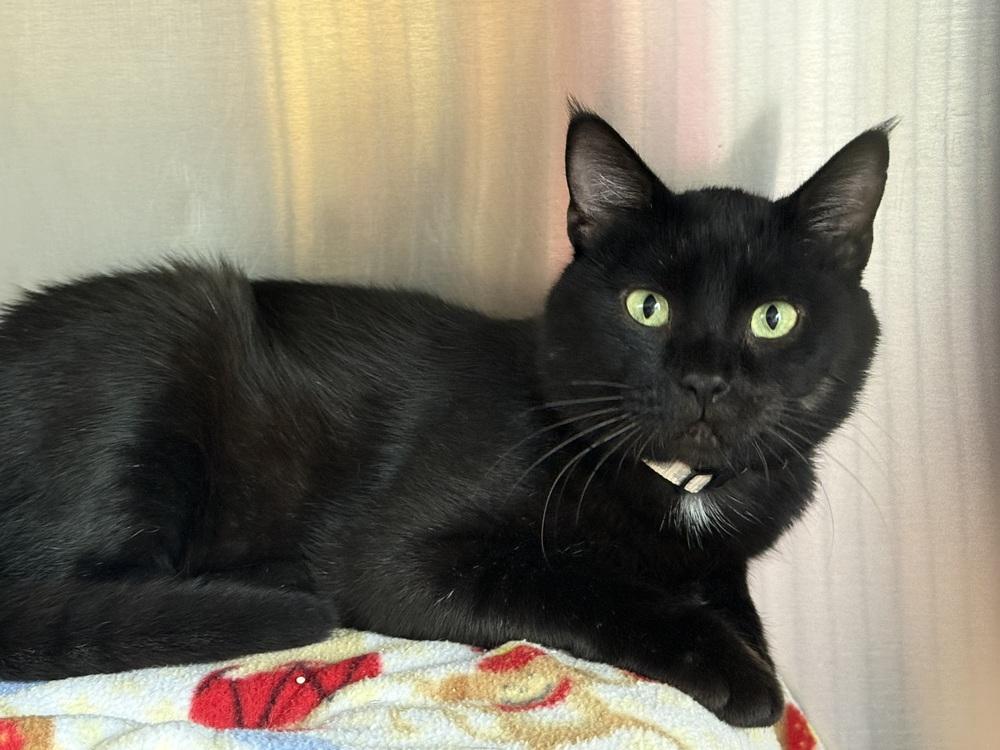 Enlarge AC Black Jack, a Adoptable mixed breed in Fremont, NE image 1/1