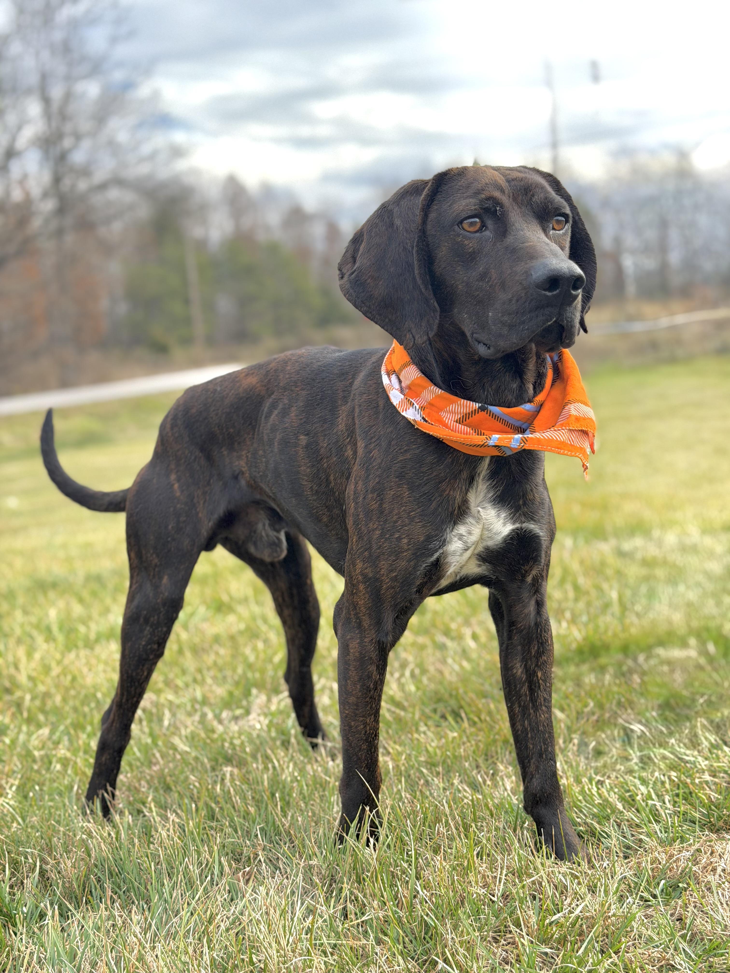 Enlarge Rufus, a ADOPTABLE Plott Hound in Maryville, TN image 3/5