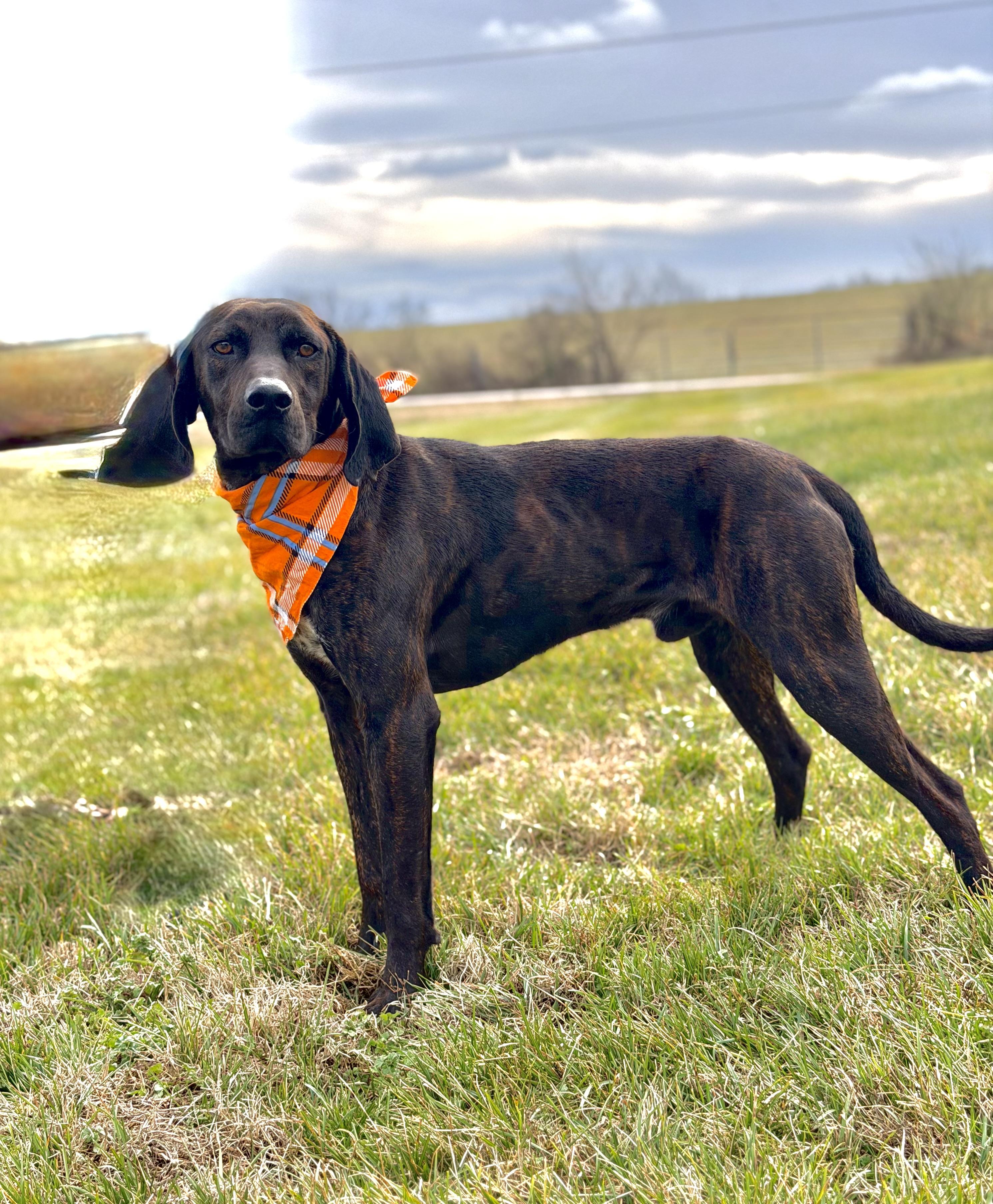 Enlarge Rufus, a ADOPTABLE Plott Hound in Maryville, TN image 4/5
