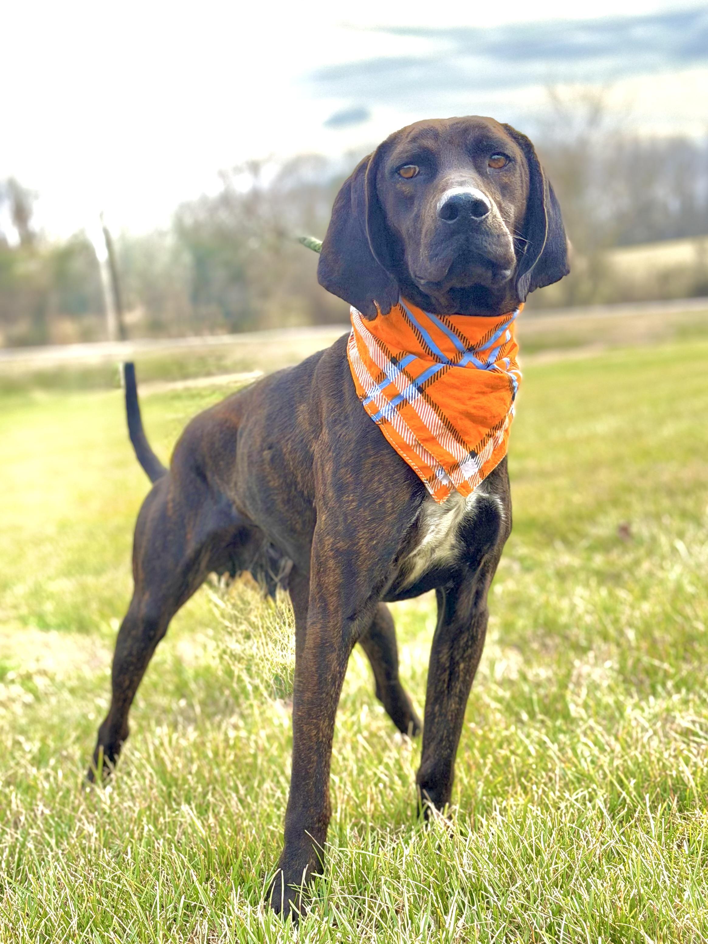 Enlarge Rufus, a ADOPTABLE Plott Hound in Maryville, TN image 5/5