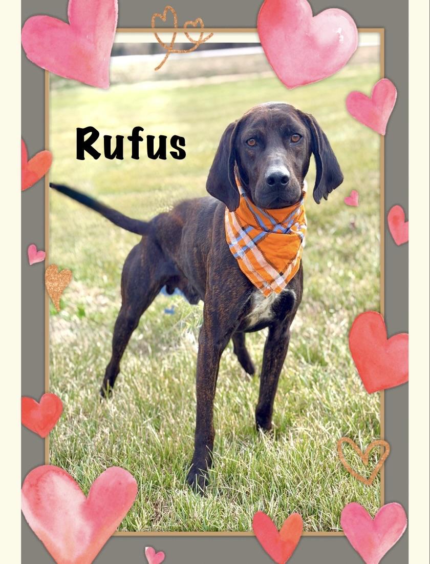 Enlarge Rufus, a ADOPTABLE Plott Hound in Maryville, TN image 1/6