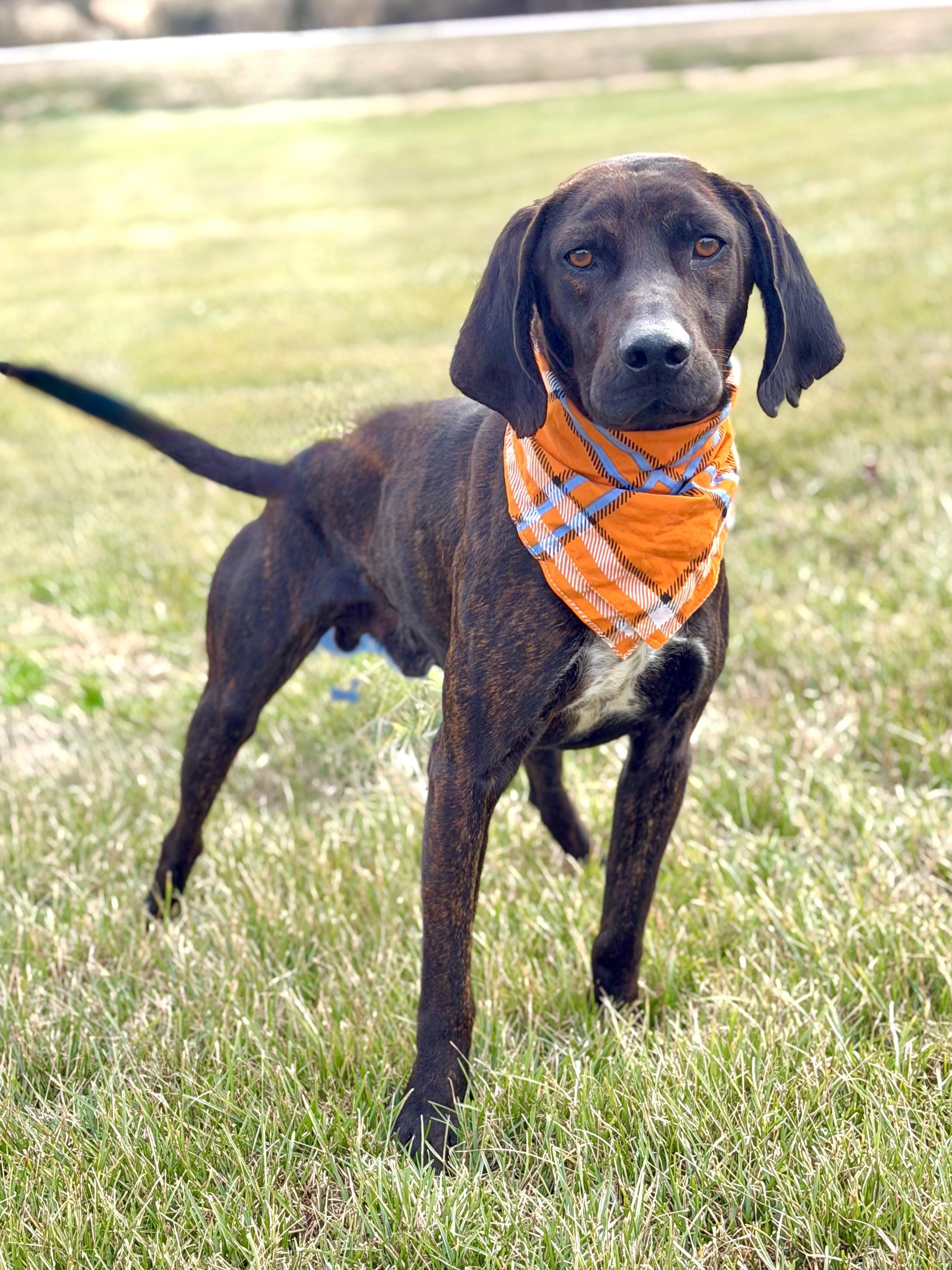 Enlarge Rufus, a ADOPTABLE Plott Hound in Maryville, TN image 1/5