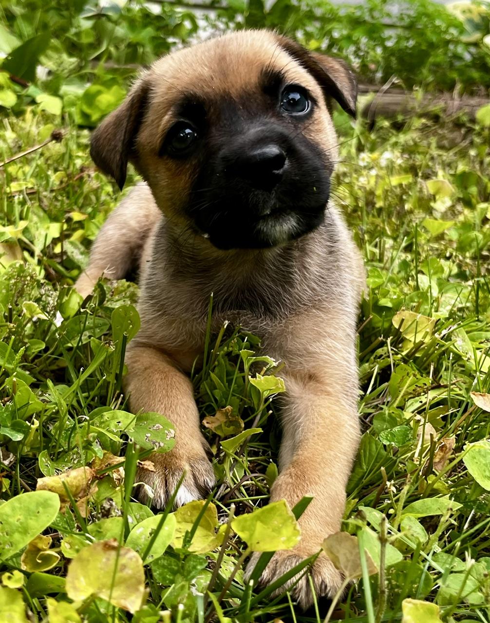 Enlarge Shandy, a Adoptable mixed breed in Minneapolis, MN image 3/6