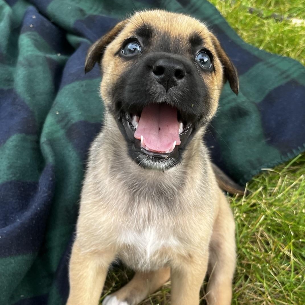 Shandy, Adoptable, Puppy Female Shepherd & Mixed Breed.