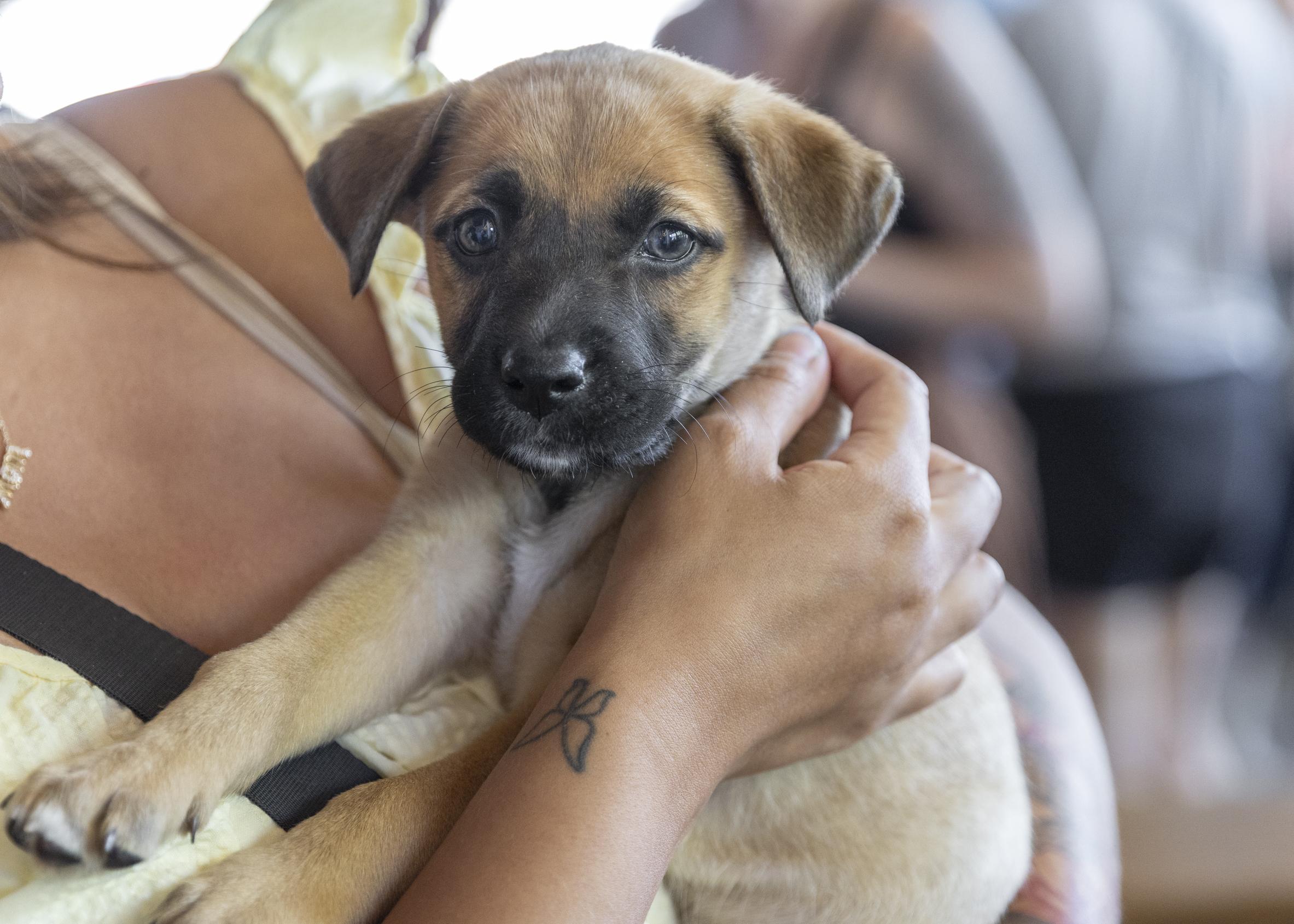 Enlarge Shandy, a Adoptable mixed breed in Minneapolis, MN image 6/6
