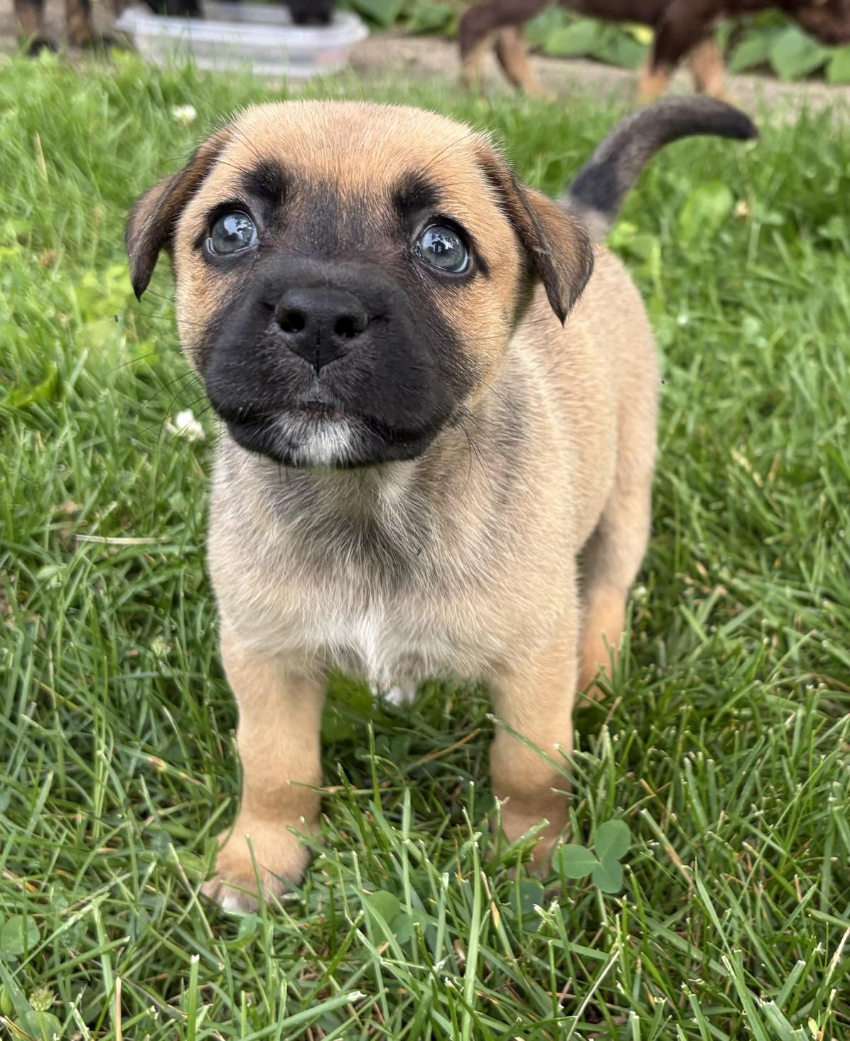 Enlarge Shandy, a Adoptable mixed breed in Minneapolis, MN image 5/6