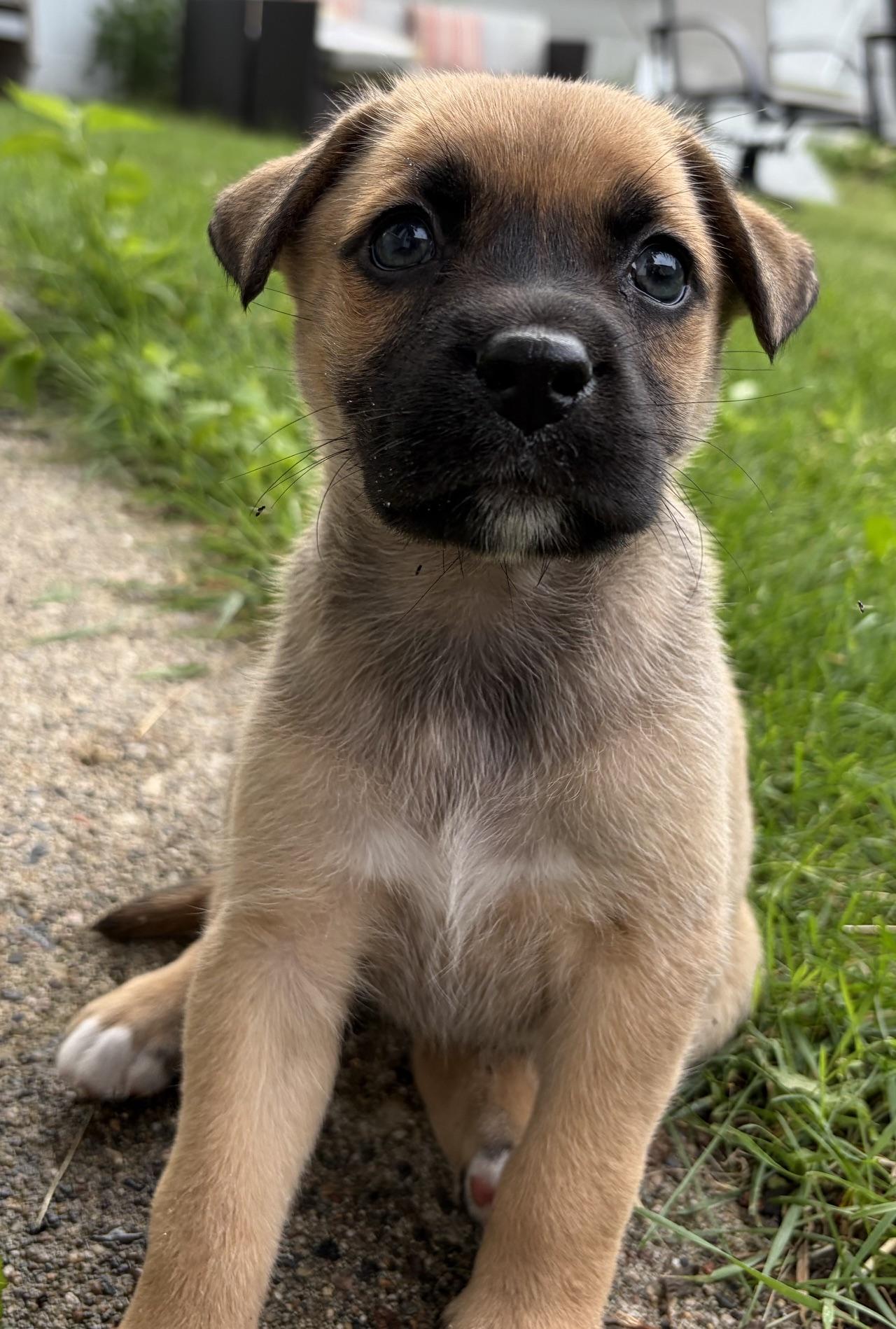 Enlarge Shandy, a Adoptable mixed breed in Minneapolis, MN image 2/6