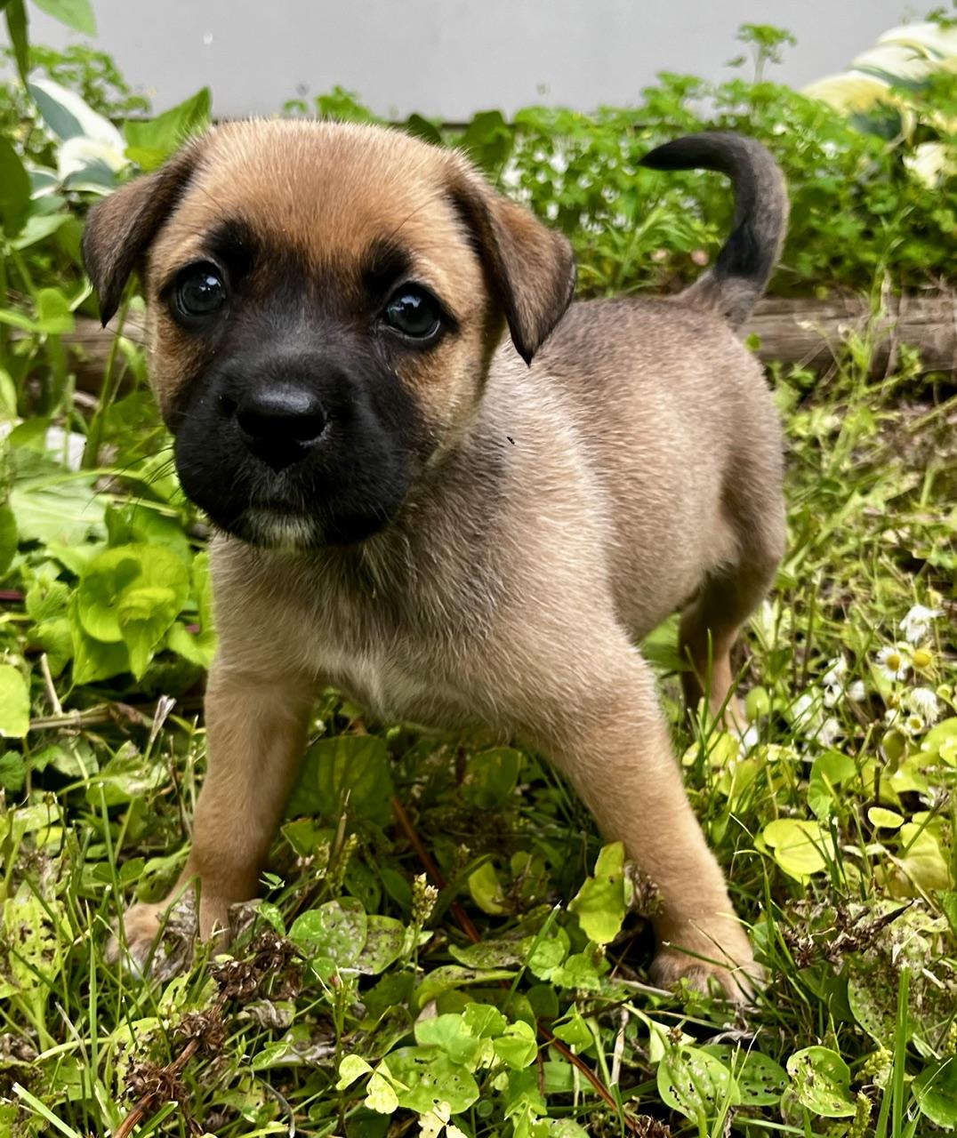 Enlarge Shandy, a Adoptable mixed breed in Minneapolis, MN image 4/6