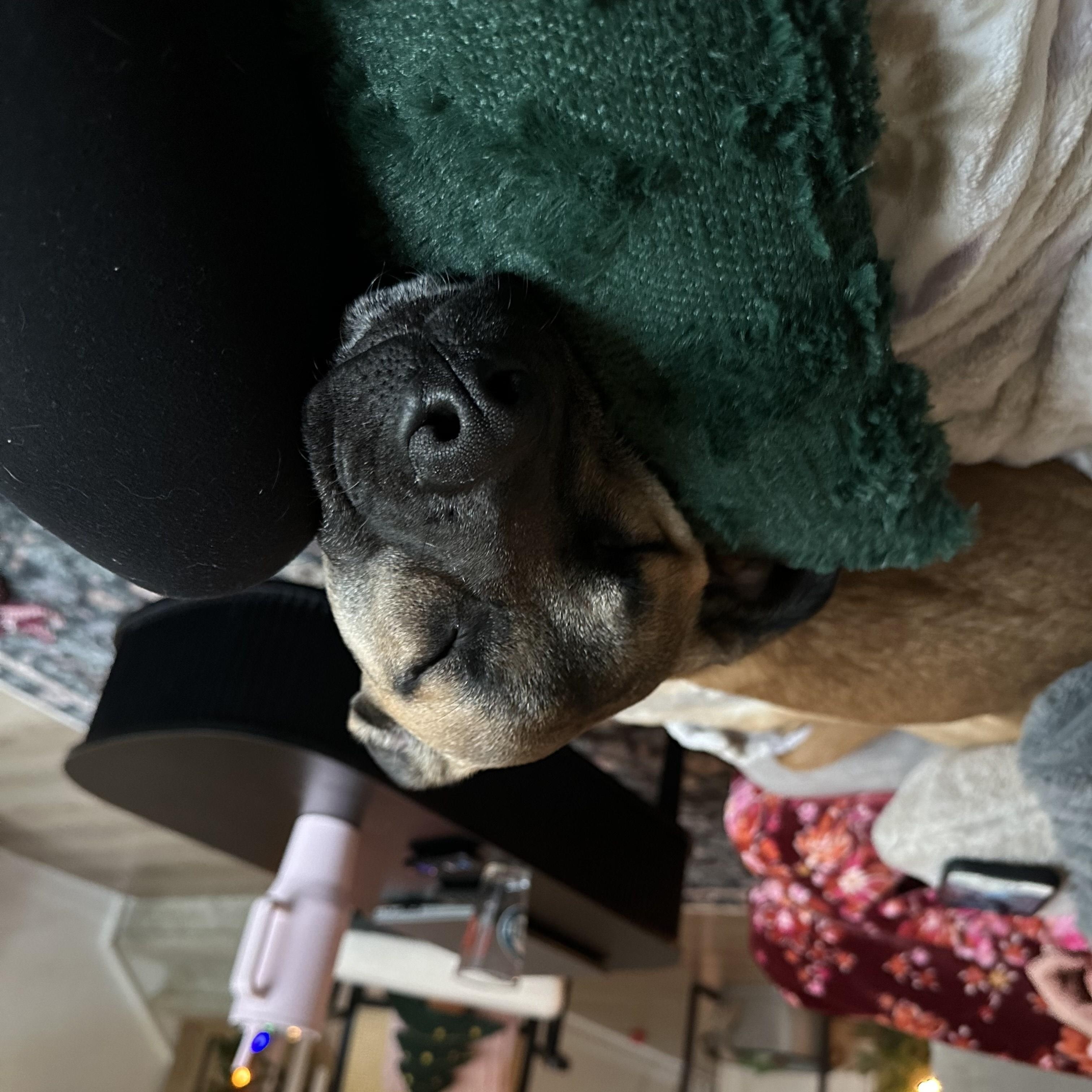 Enlarge Rubina, a Adoptable mixed breed in Cornelius, NC image 5/6