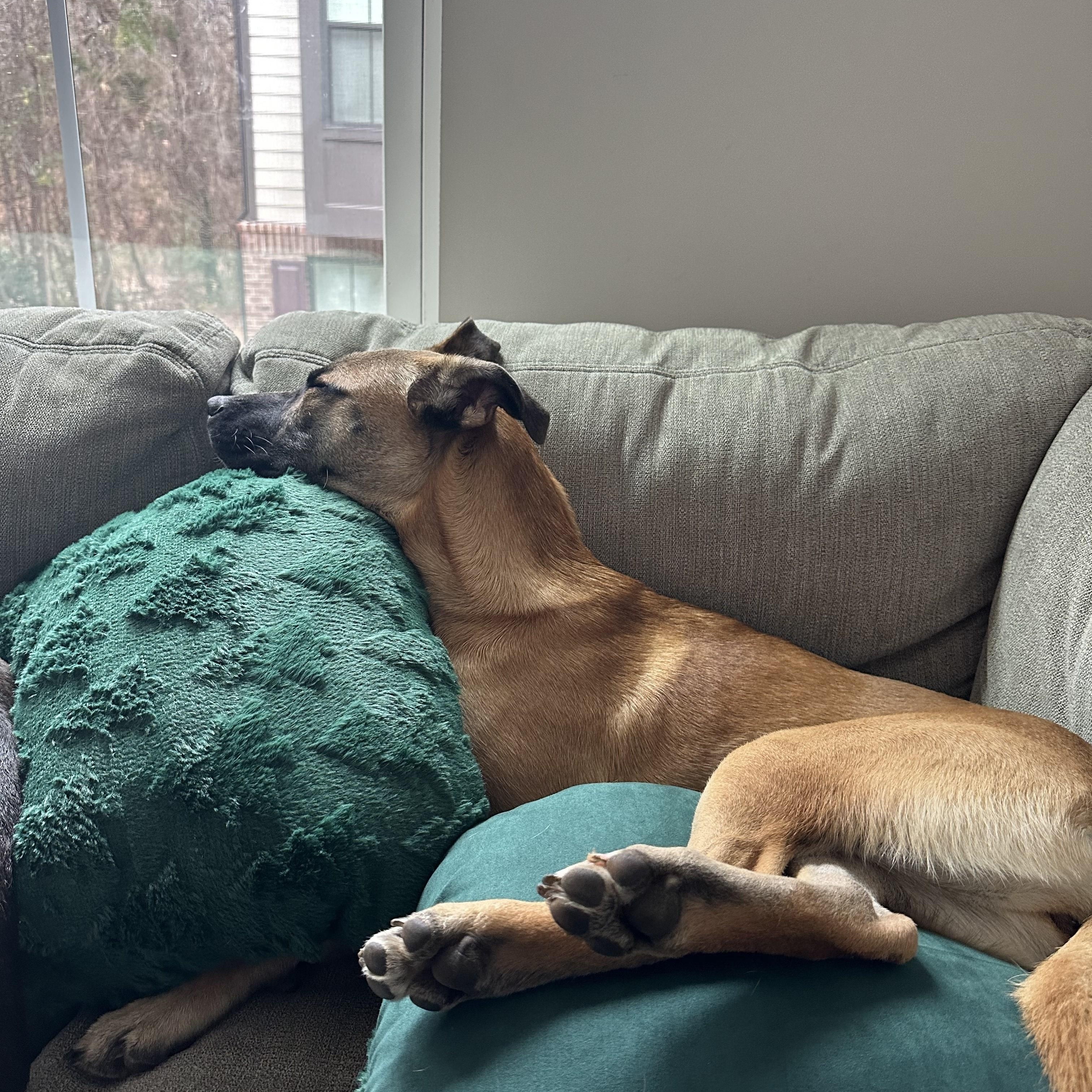 Enlarge Rubina, a Adoptable mixed breed in Cornelius, NC image 4/6