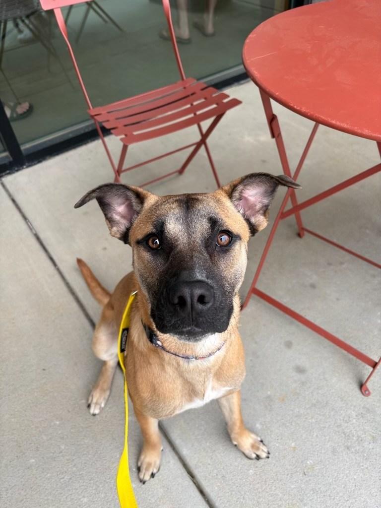 Enlarge Rubina, a Adoptable mixed breed in Cornelius, NC image 2/6