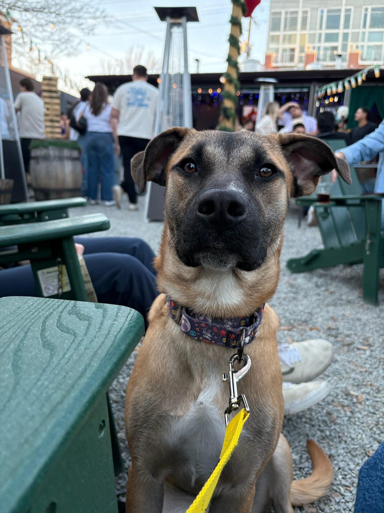 Rubina, Adoptable, Young Female Terrier & Shepherd.