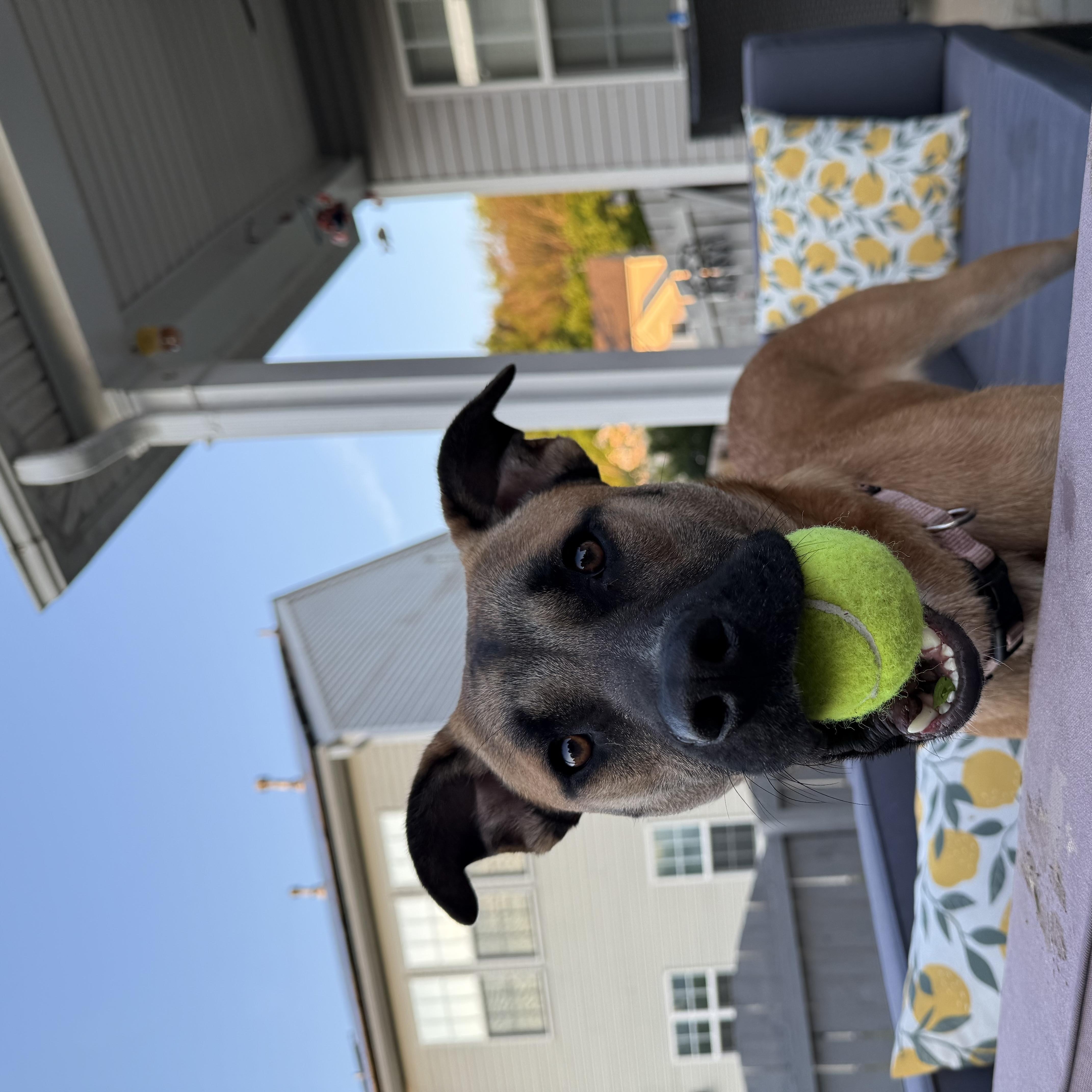 Enlarge Rubina, a Adoptable mixed breed in Cornelius, NC image 3/6