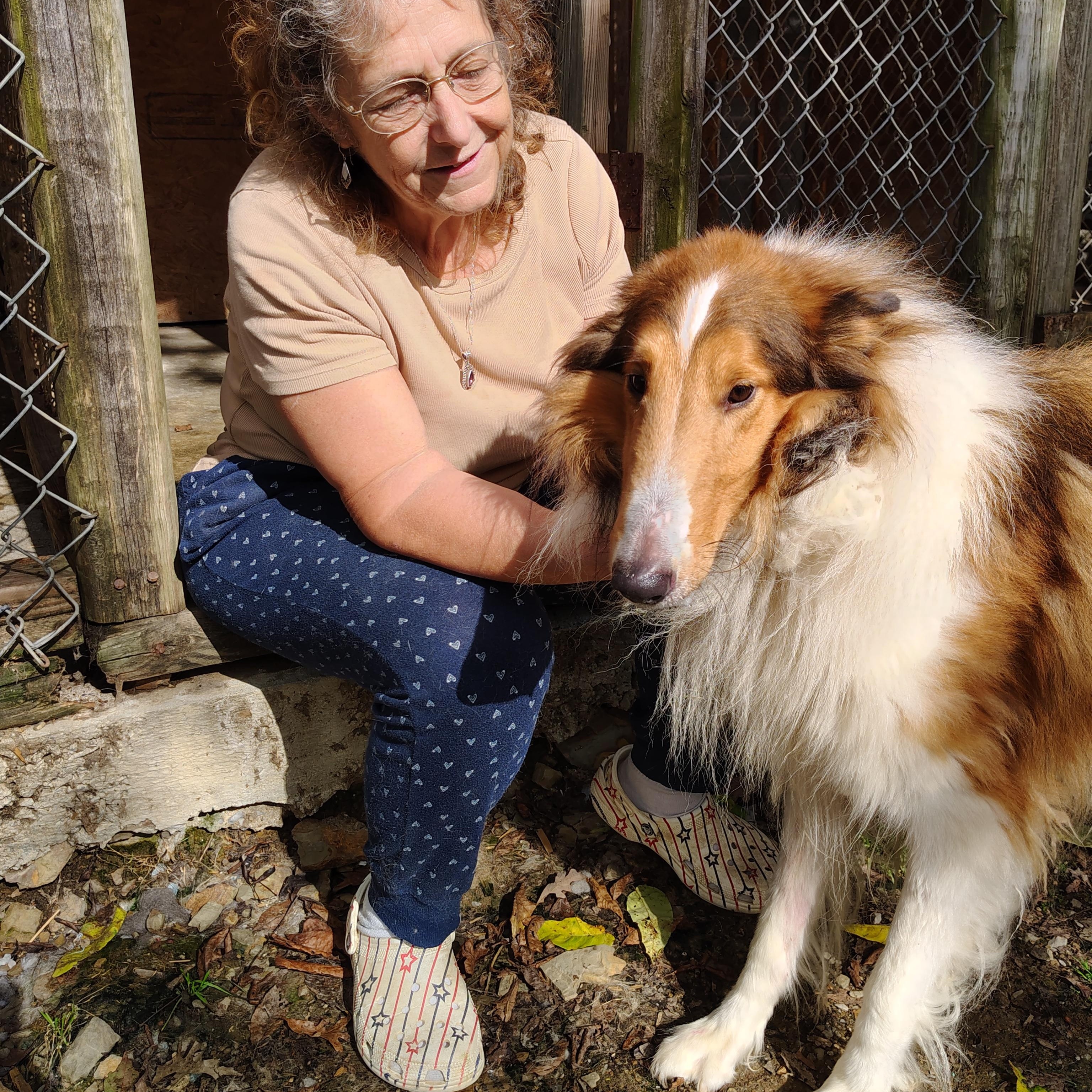 Draco, a Adoptable Rough Collie in Oldtown, MD image 2/4