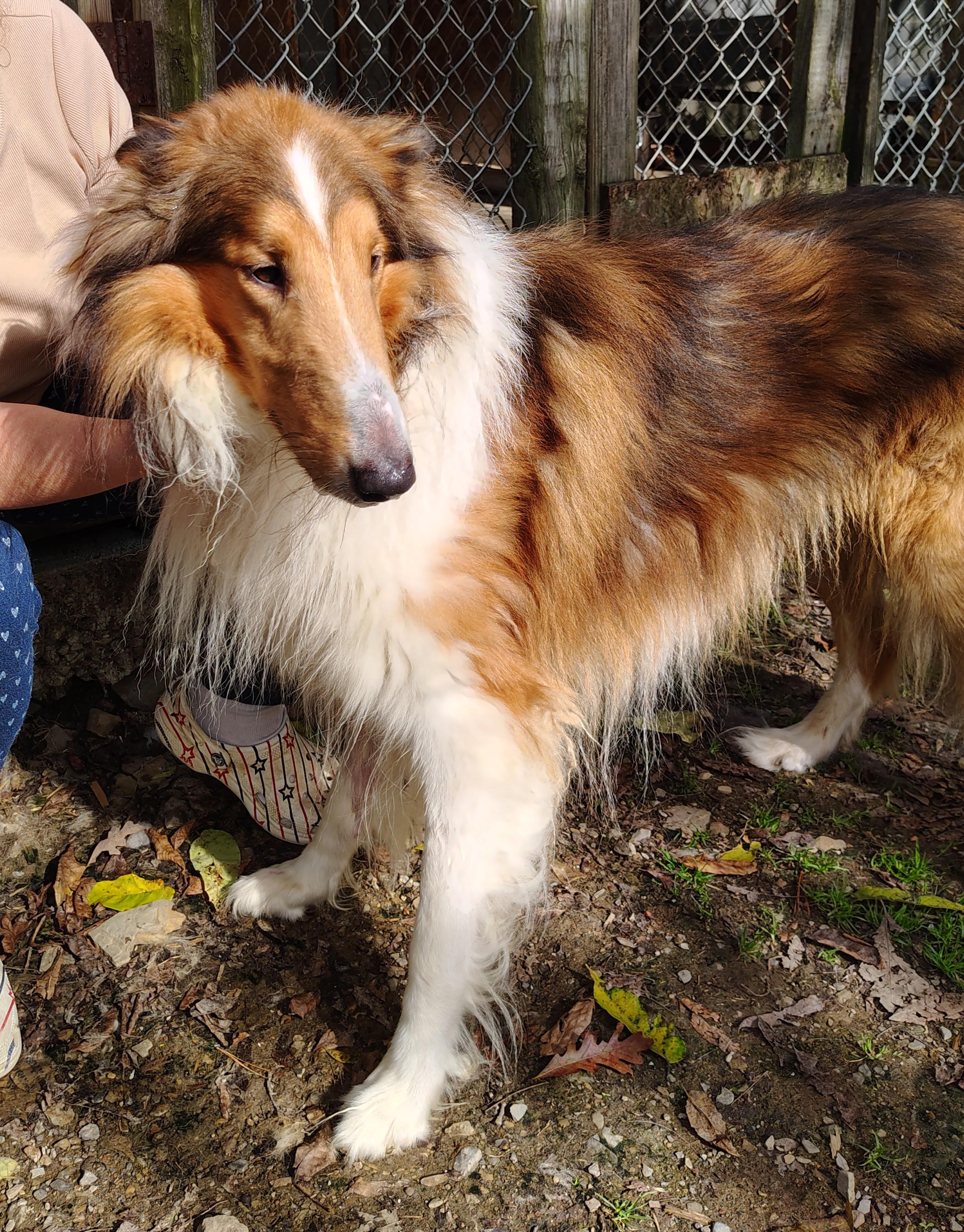 Draco, a Adoptable Rough Collie in Oldtown, MD image 1/4