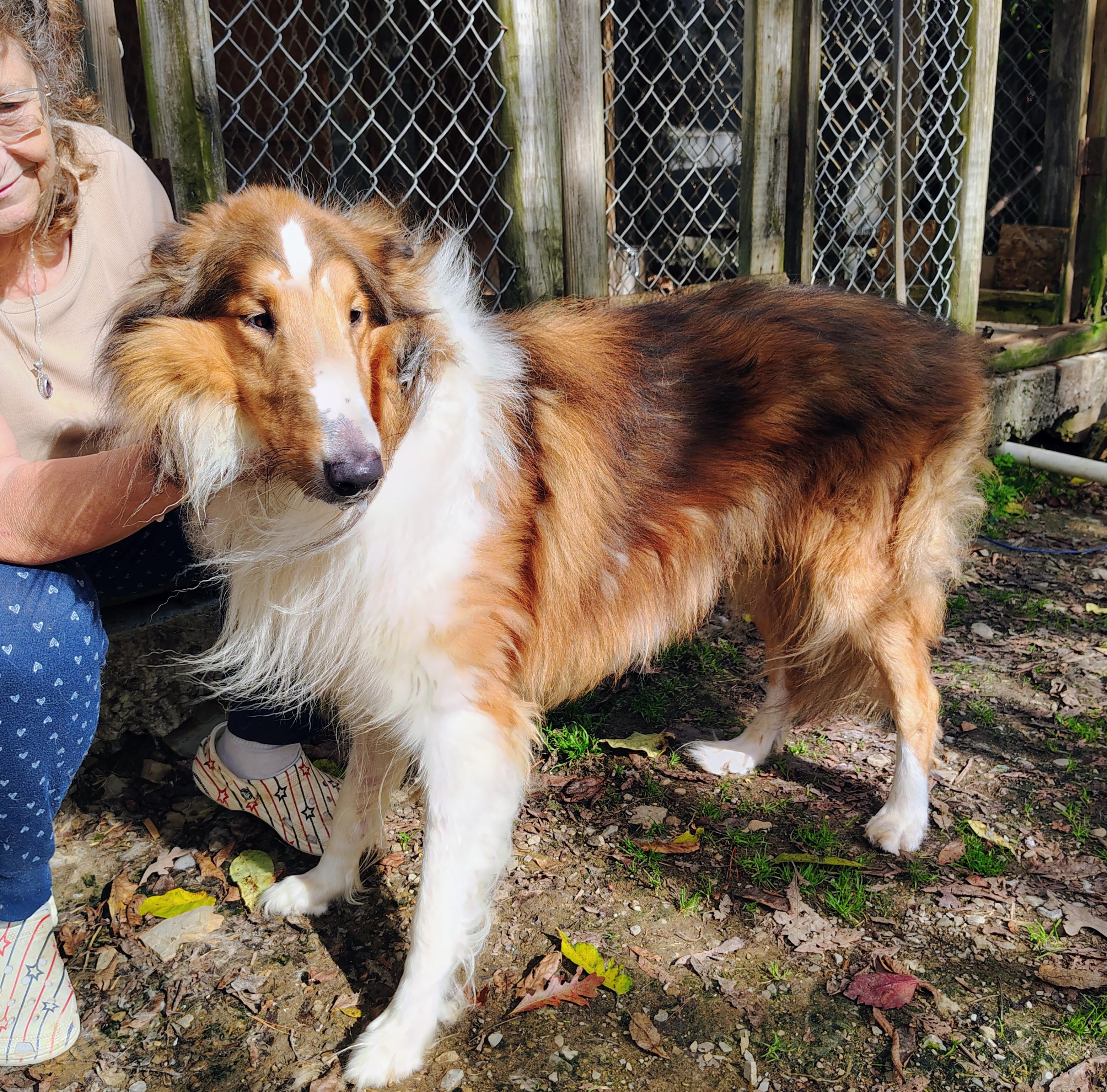 Draco, a Adoptable Rough Collie in Oldtown, MD image 3/4