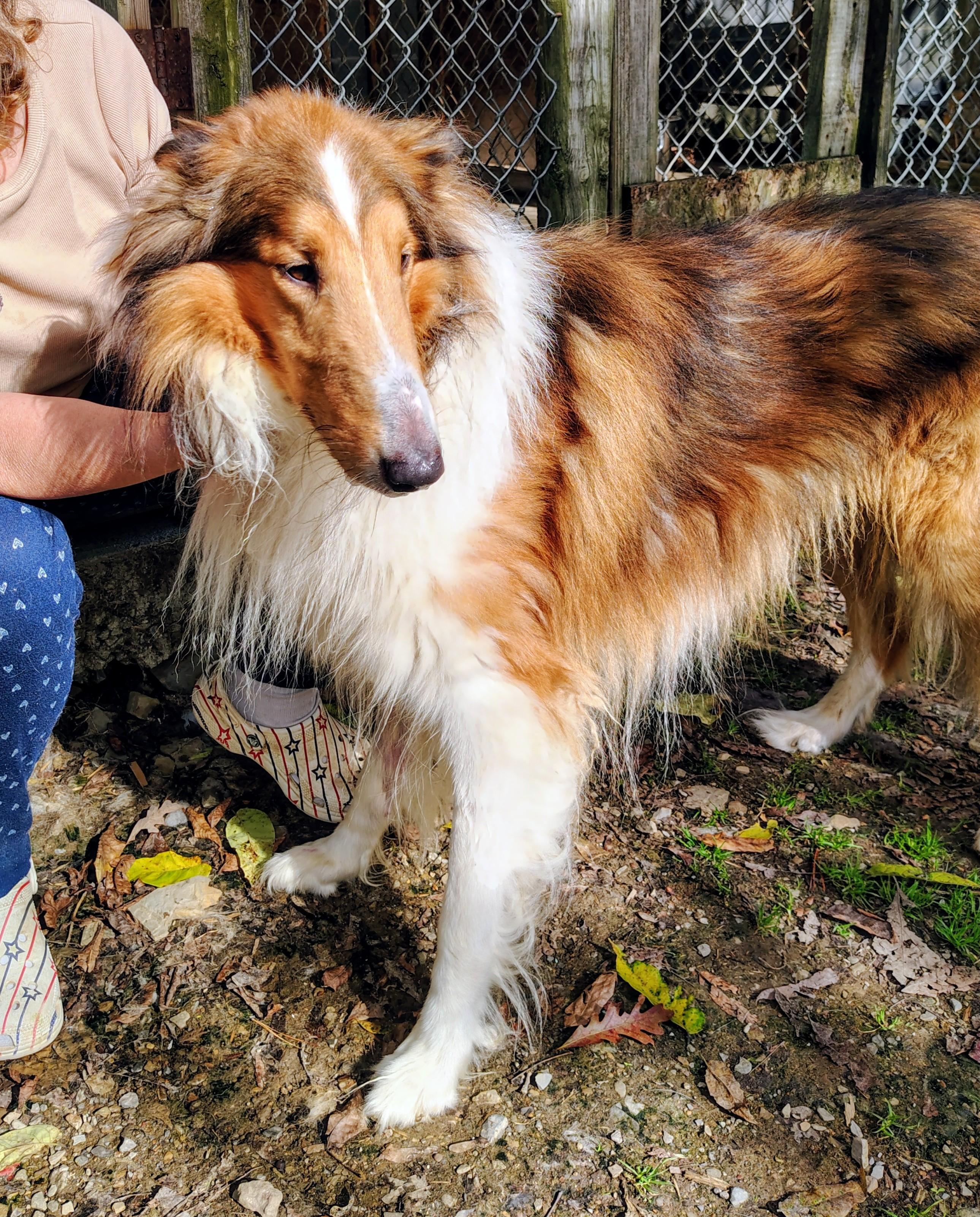 Draco, a Adoptable Rough Collie in Oldtown, MD image 4/4