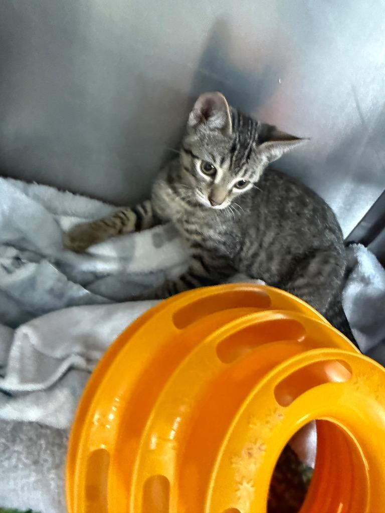 Brodie, Adoptable, Kitten Male Domestic Short Hair.