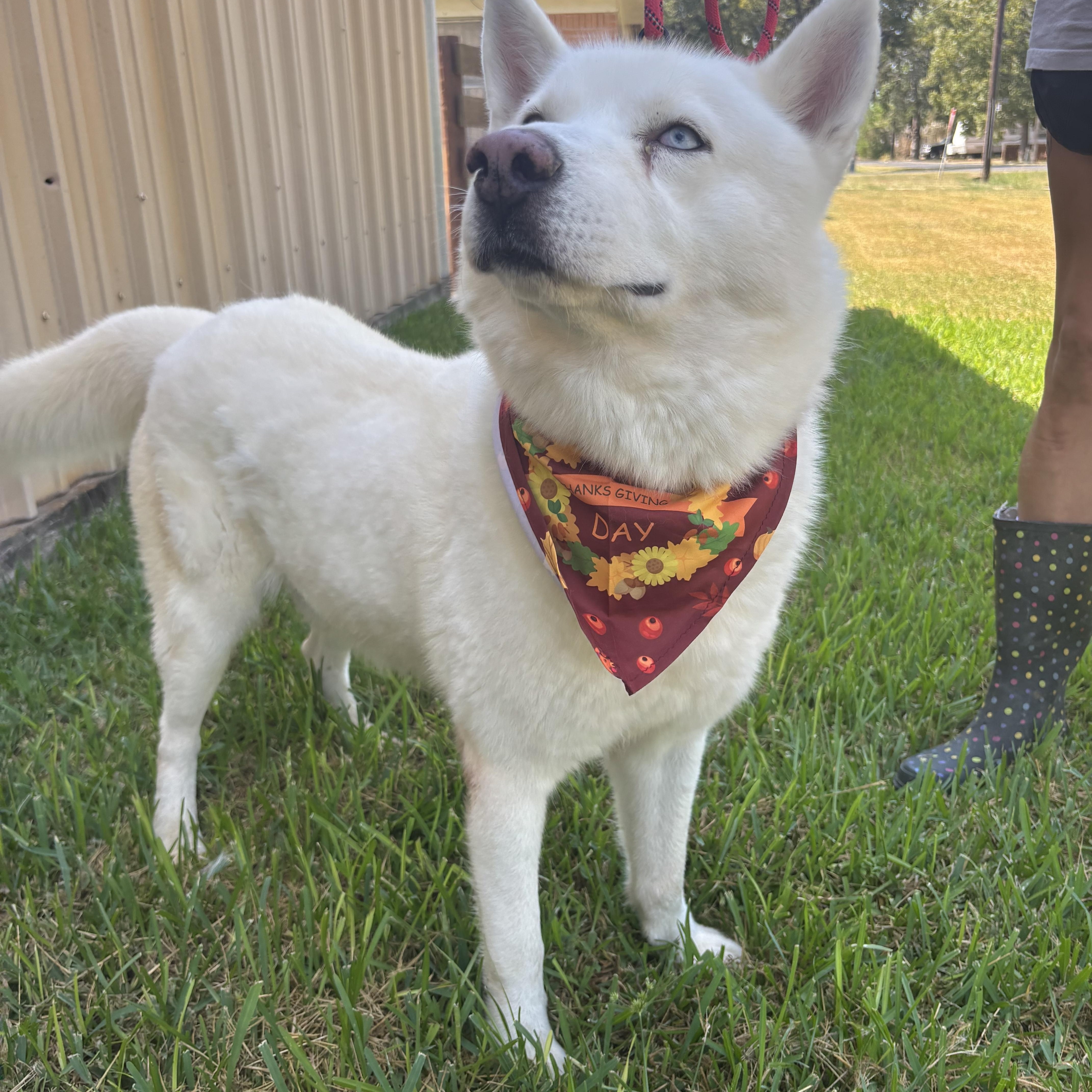 Luke, a Adoptable Husky in Westerly, RI image 2/4